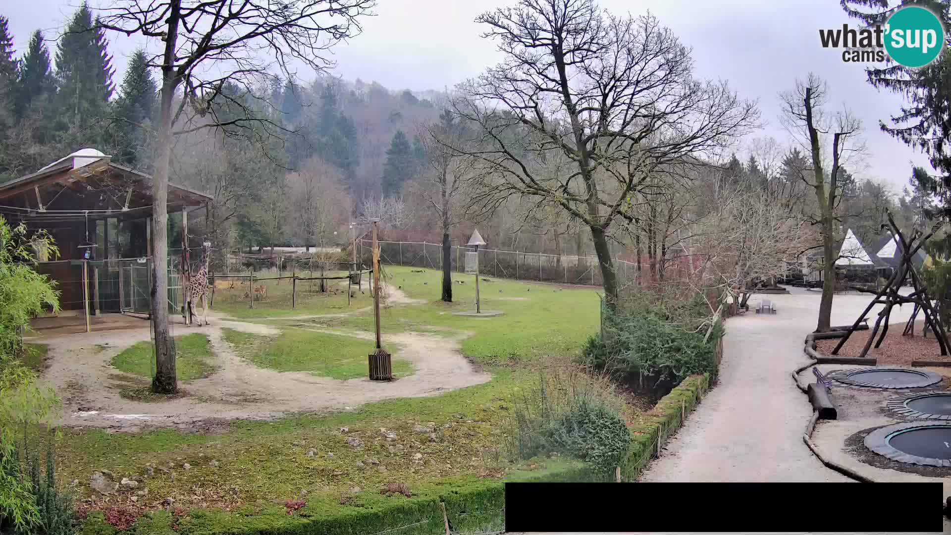 Webcam Zoo Ljubljana – Giraffes
