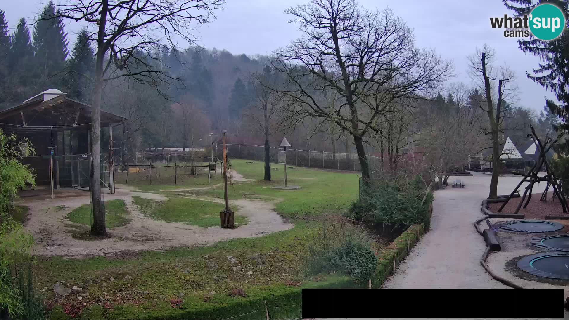 Webcam Zoo Ljubljana – Giraffes