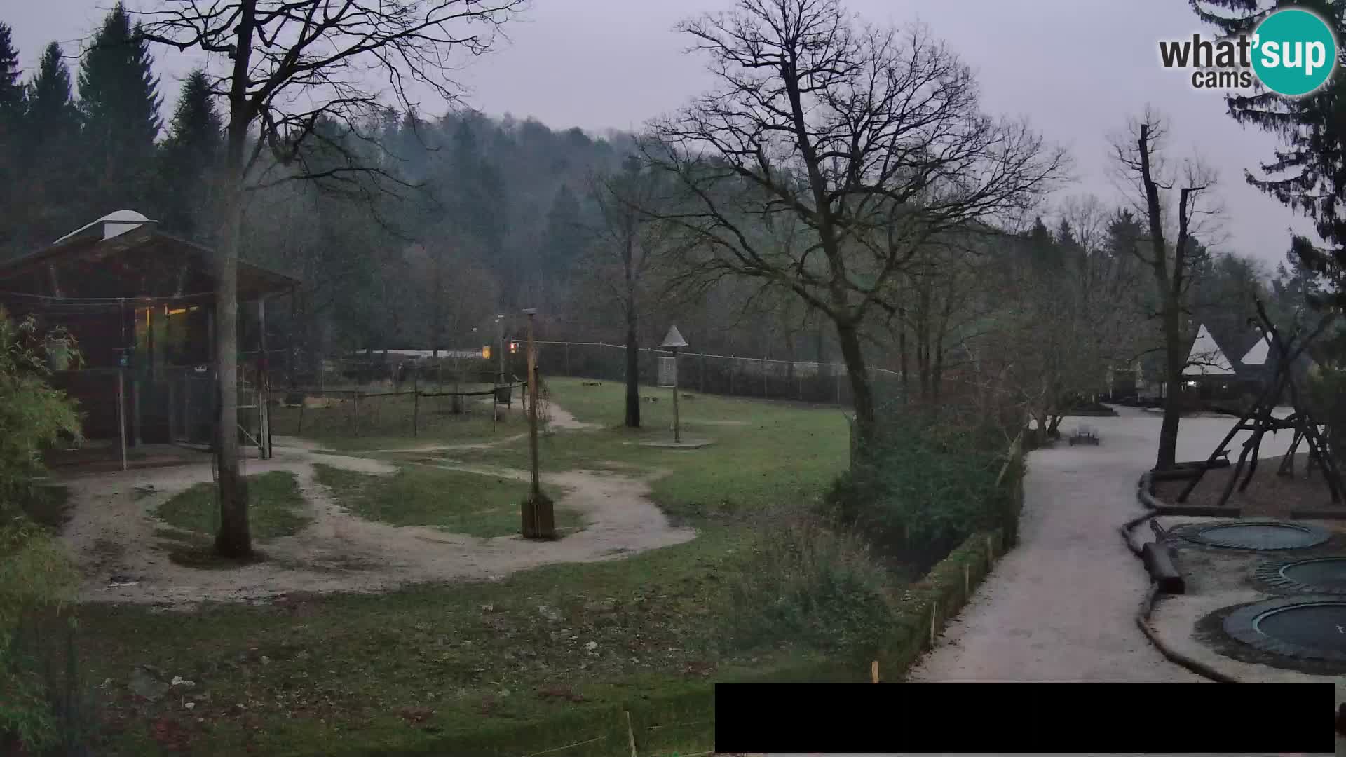 Webcam live Zoo Lubiana – Giraffe