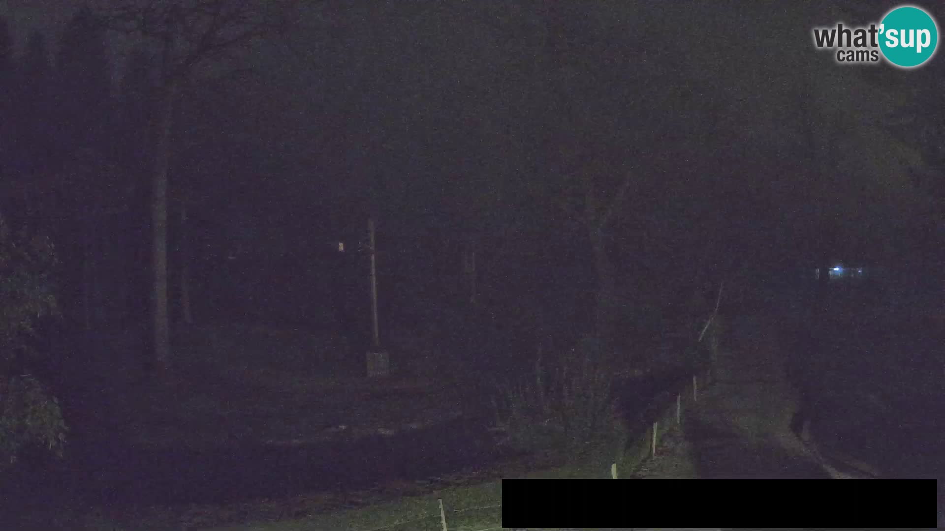 Webcam Zoo Ljubljana – Giraffen