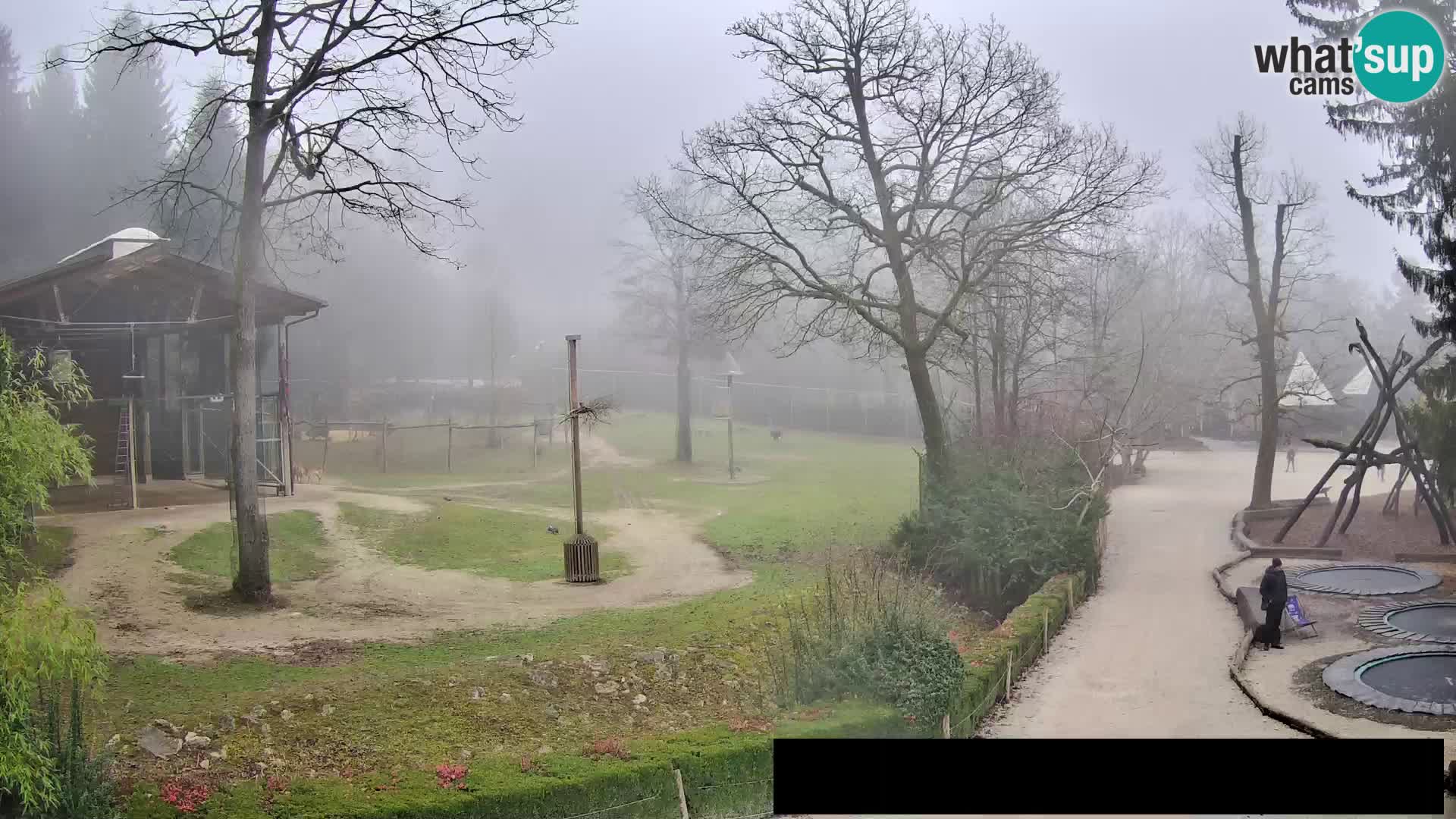 Webcam Zoo Ljubljana – Giraffes