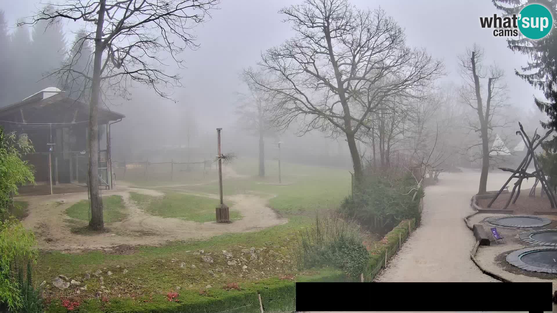 Webcam Zoo Ljubljana – Giraffes