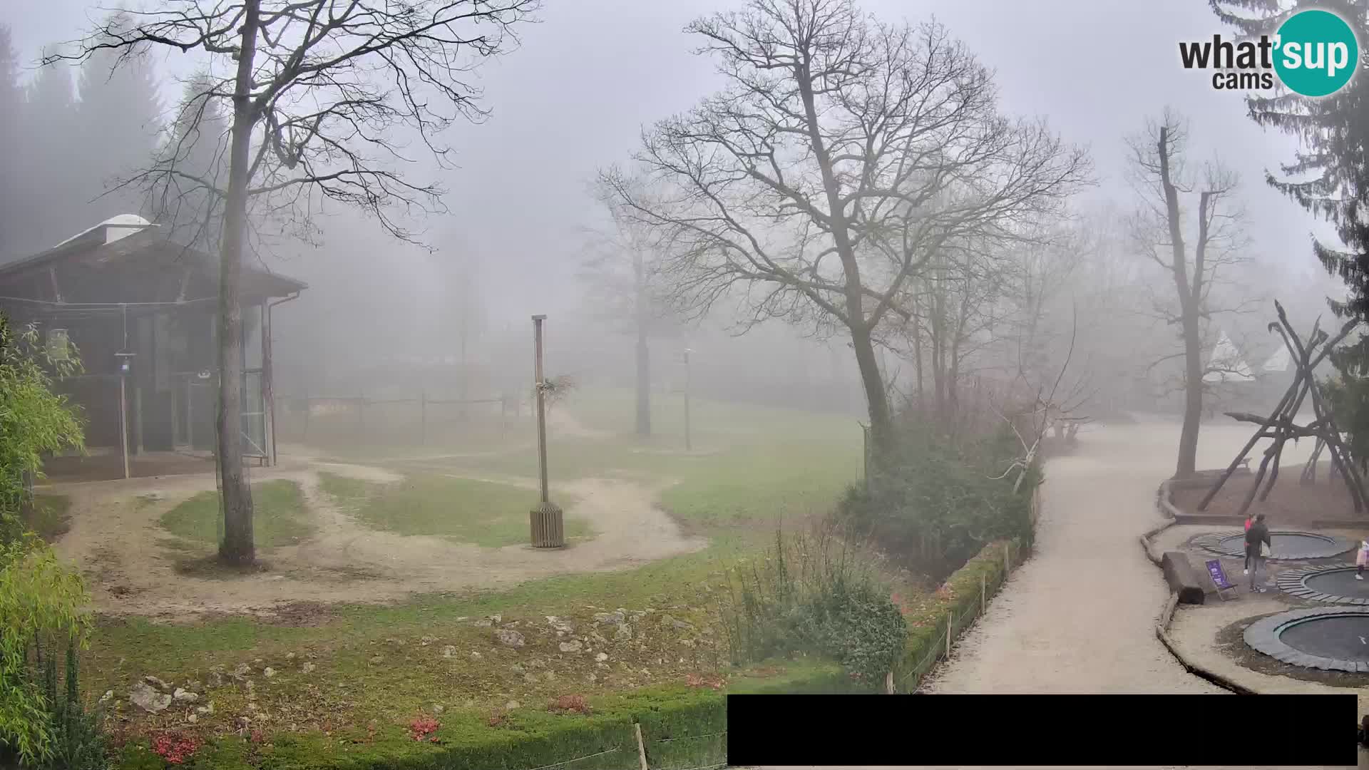 Webcam live Zoo Lubiana – Giraffe