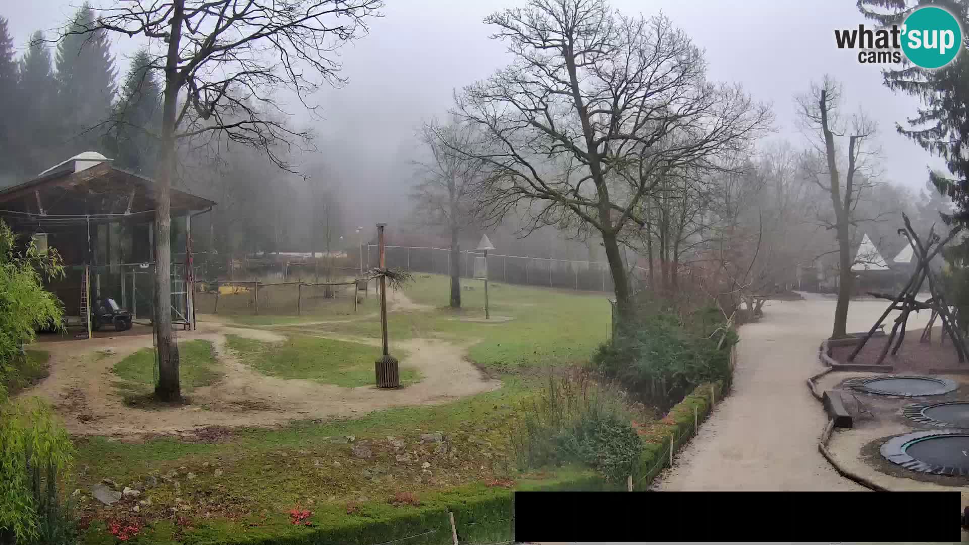 Webcam Zoo Ljubljana – Giraffes