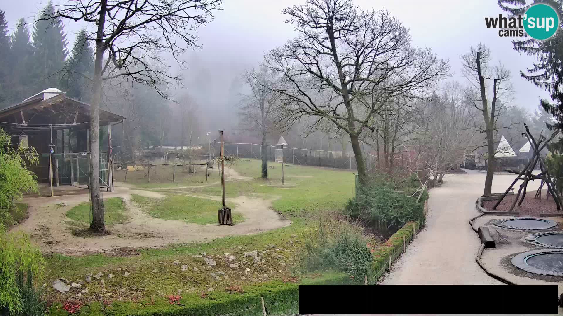 Webcam Zoo Ljubljana – Giraffes
