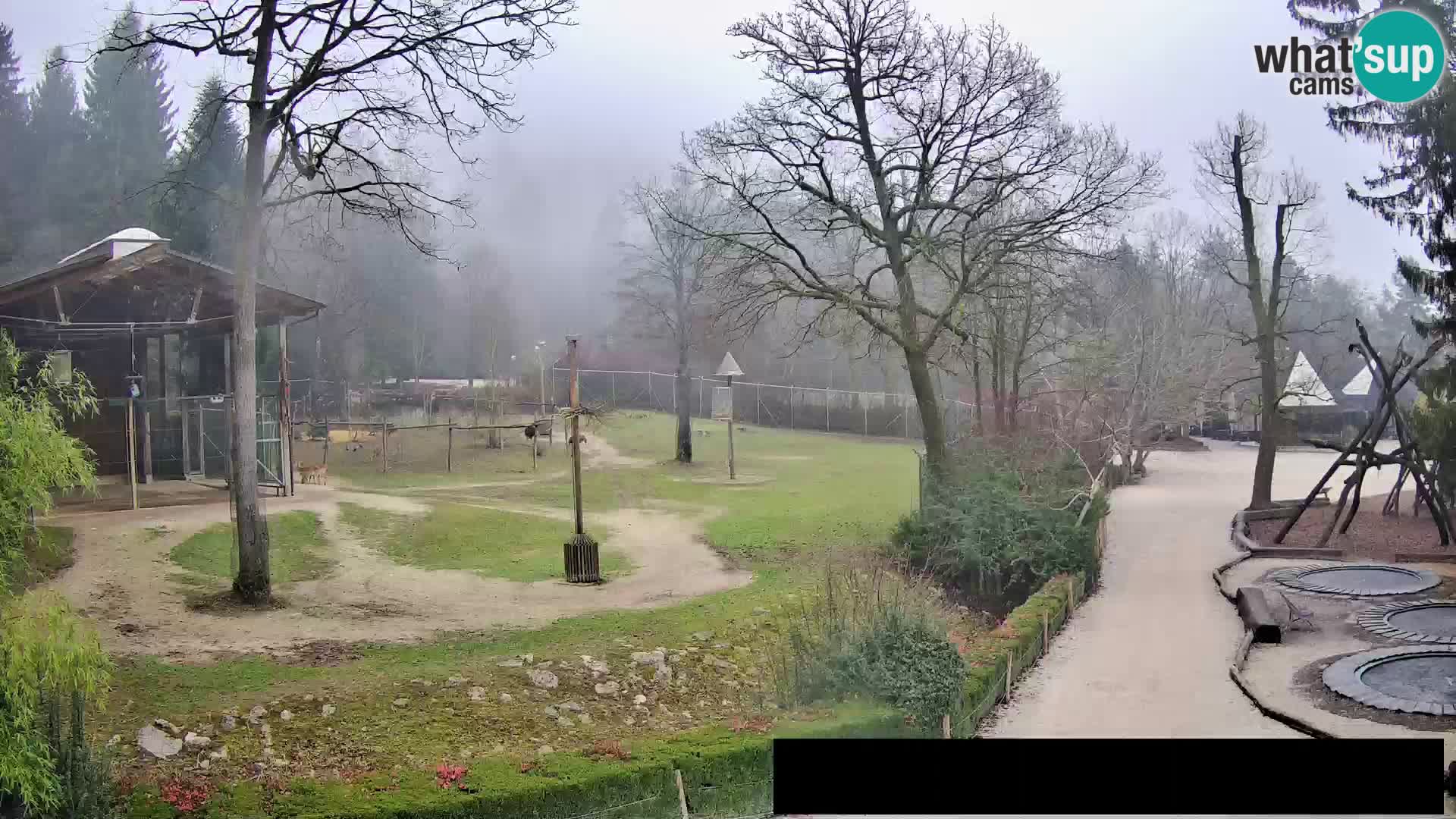 Webcam Zoo Ljubljana – Giraffen