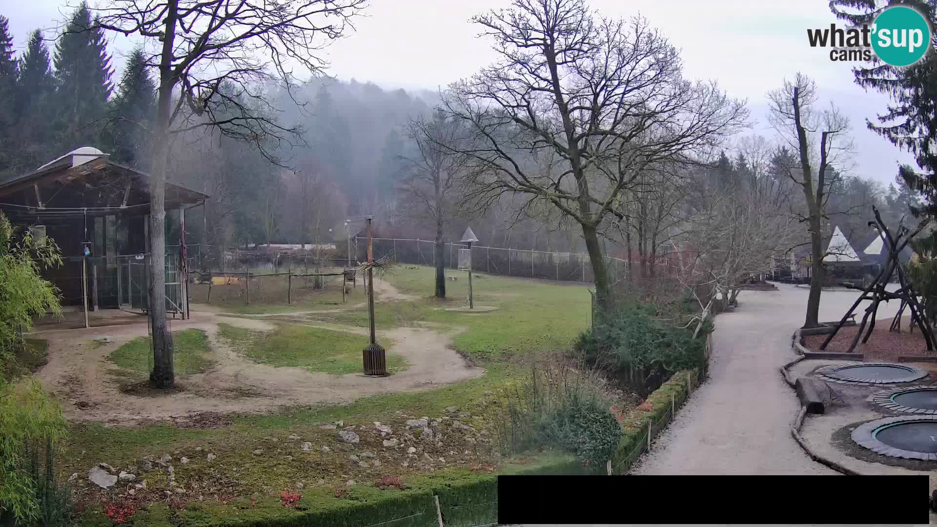 Webcam Zoo Ljubljana – Giraffen