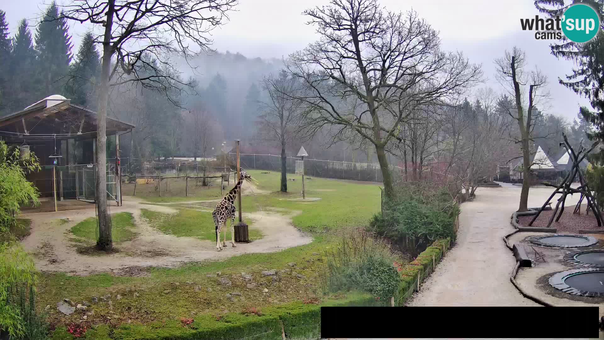 Webcam Zoo Ljubljana – Giraffes