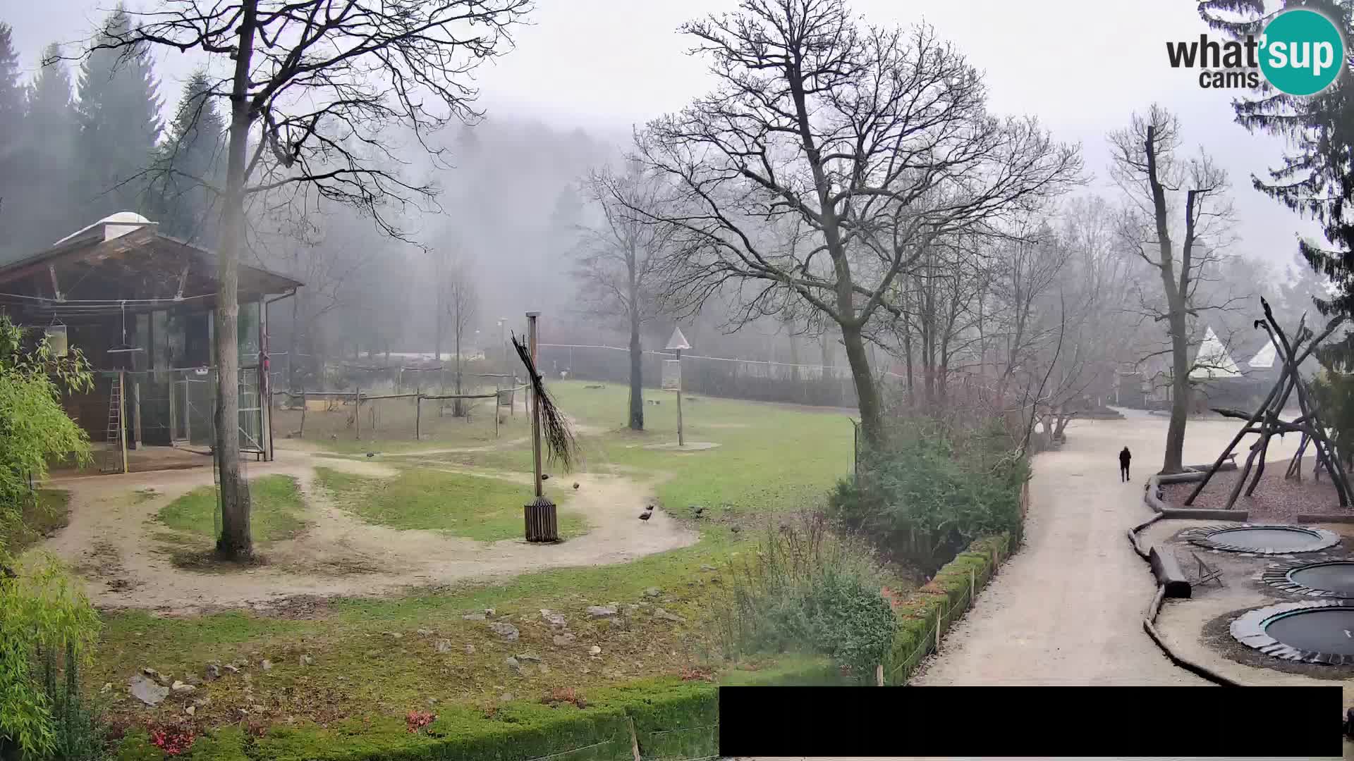 Webcam Zoo Ljubljana – Giraffen
