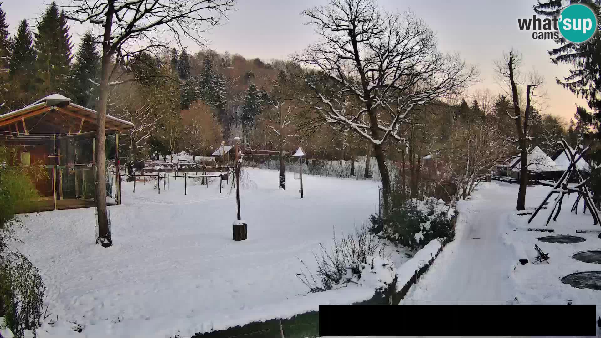 Webcam Zoo Ljubljana – Giraffen