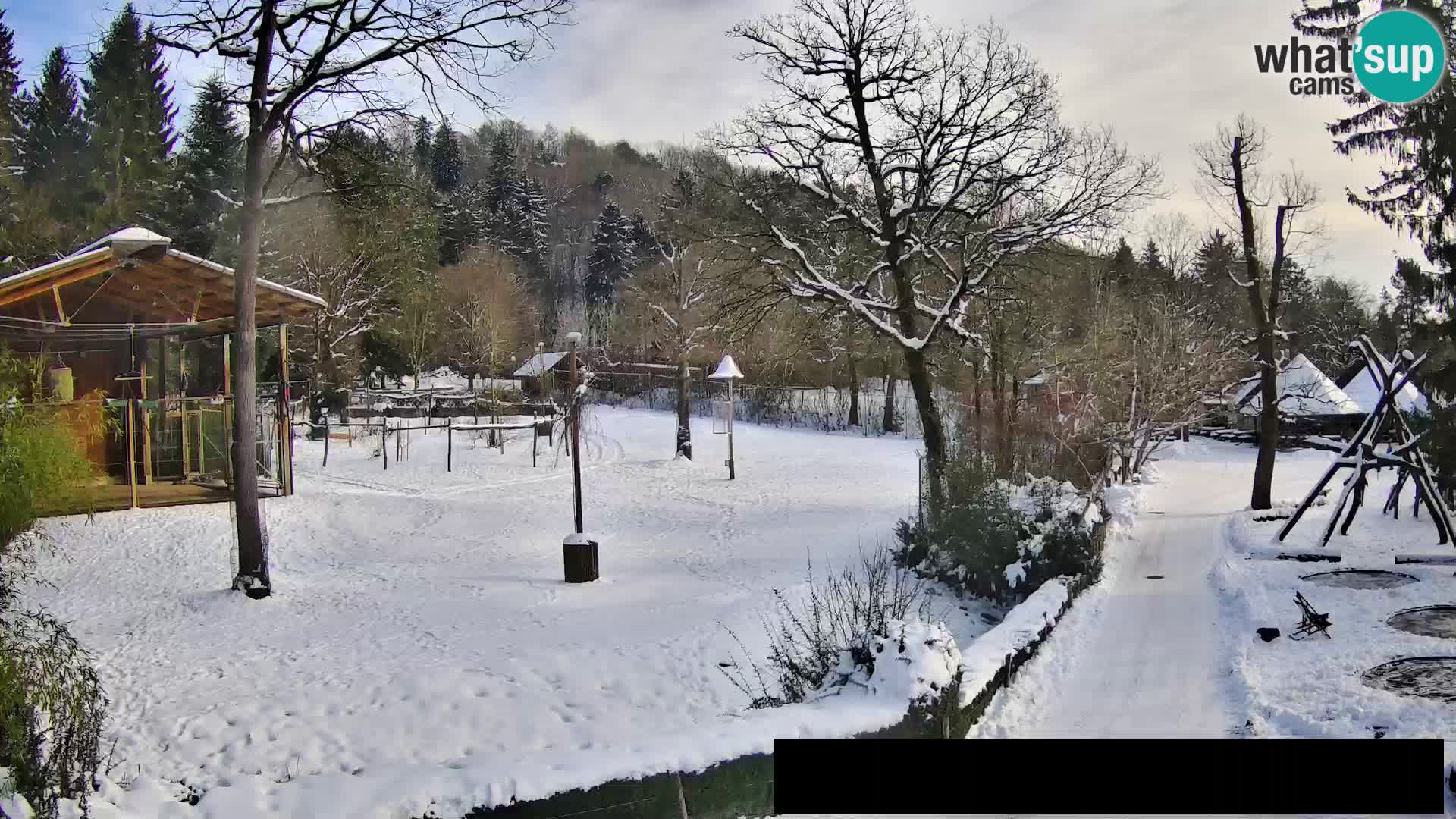 Webcam Zoo Ljubljana – Jirafas