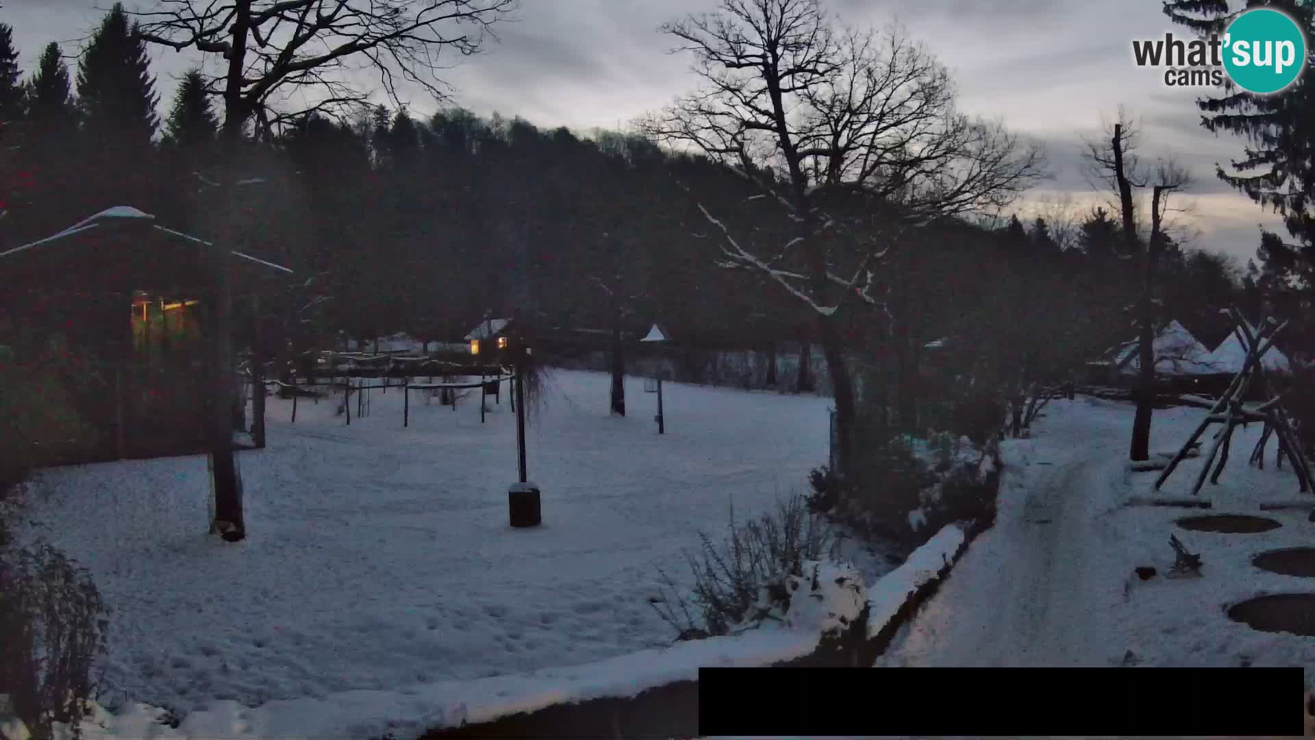 Spletna kamera Živalski vrt Ljubljana – Žirafe