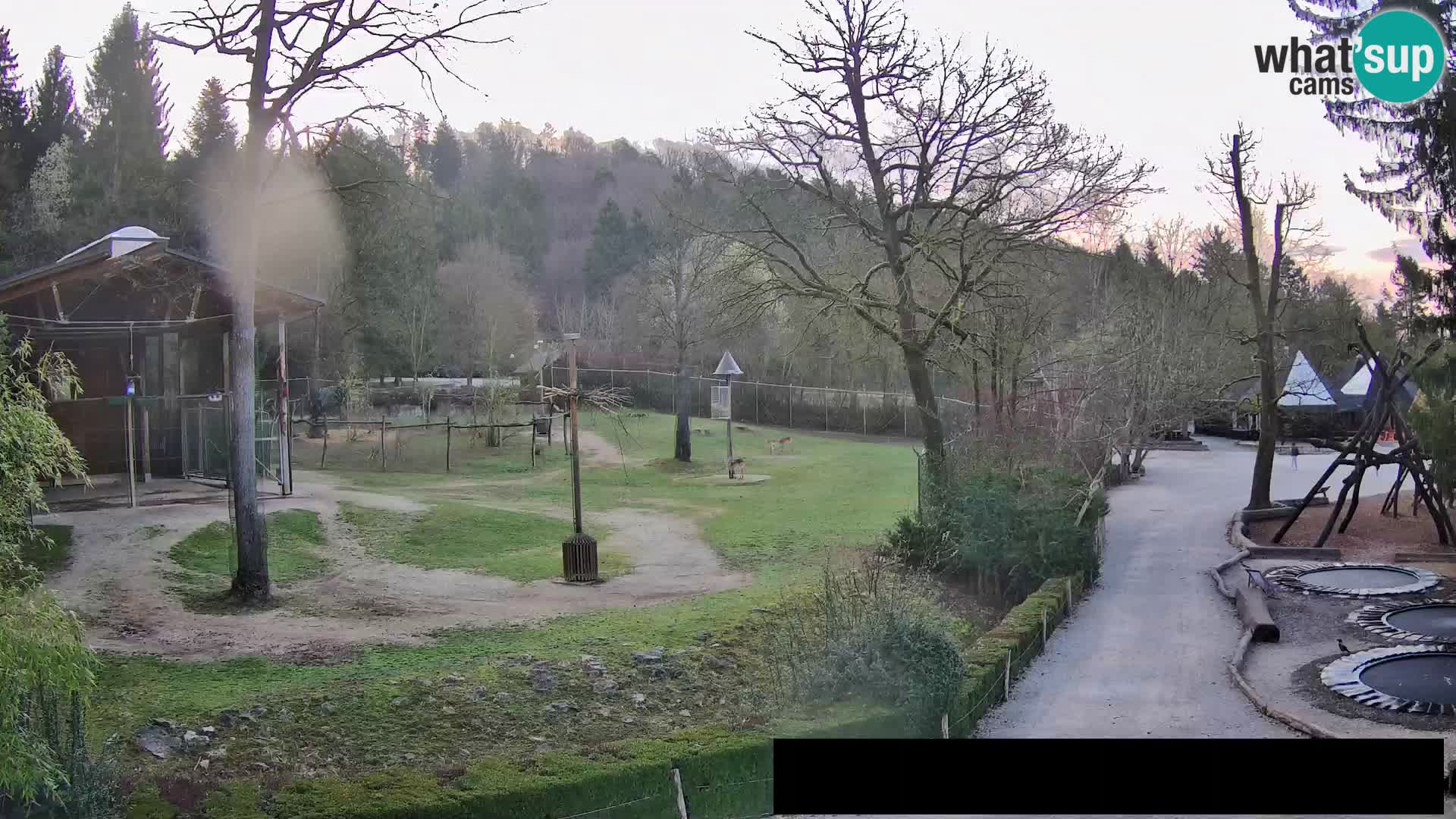 Webcam Zoo Ljubljana – Jirafas