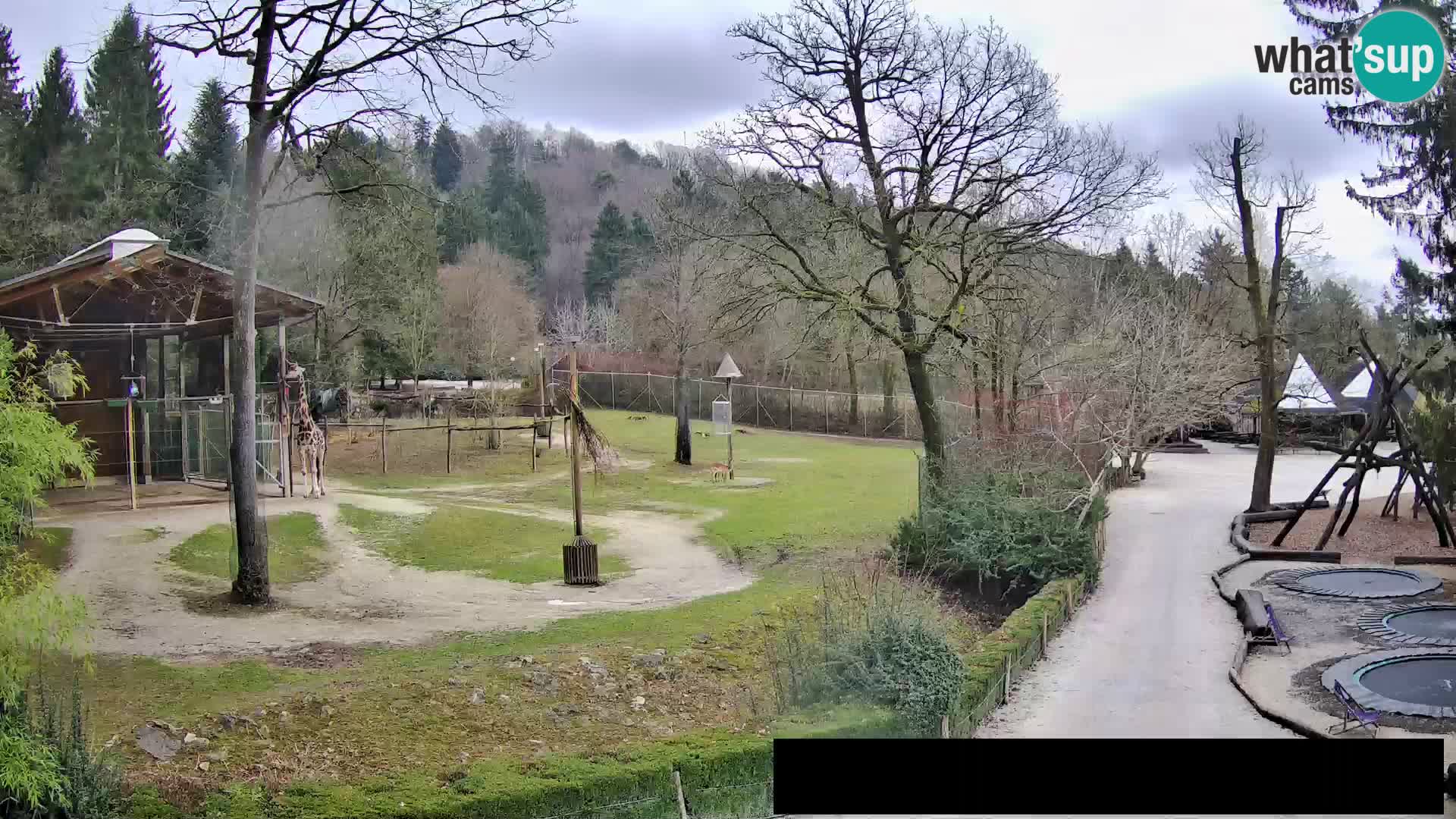 Webcam live Zoo Lubiana – Giraffe