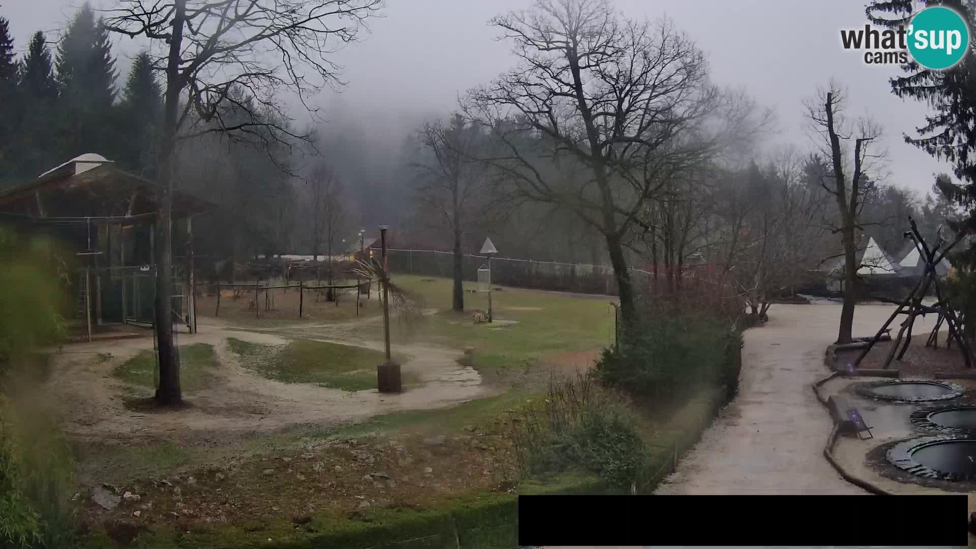 Webcam Zoo Ljubljana – Giraffes