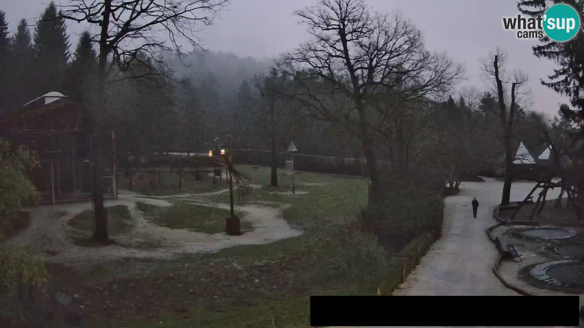 Webcam Zoo Ljubljana – Giraffes