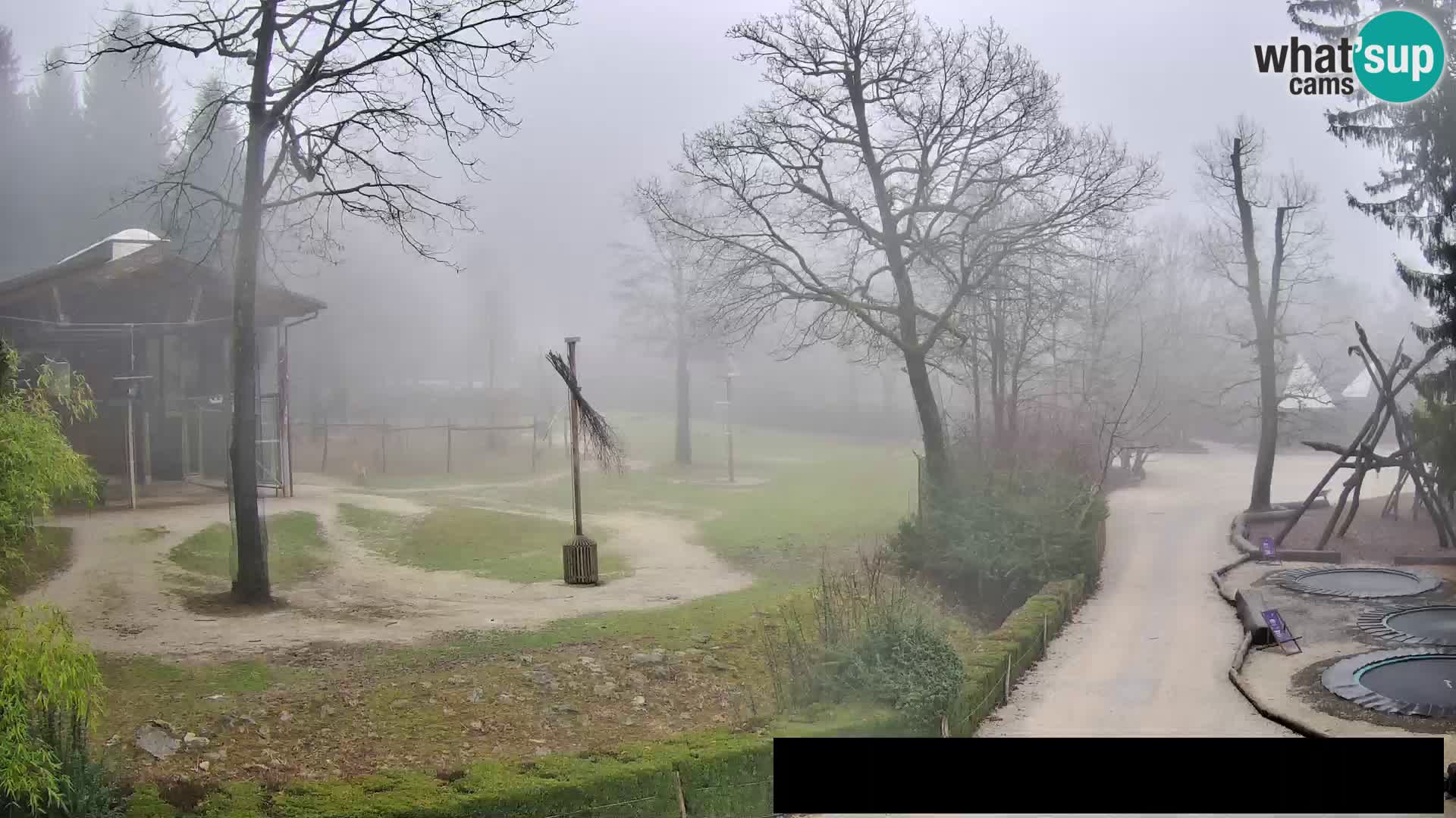 Web kamera Zoo Ljubljana – Žirafe