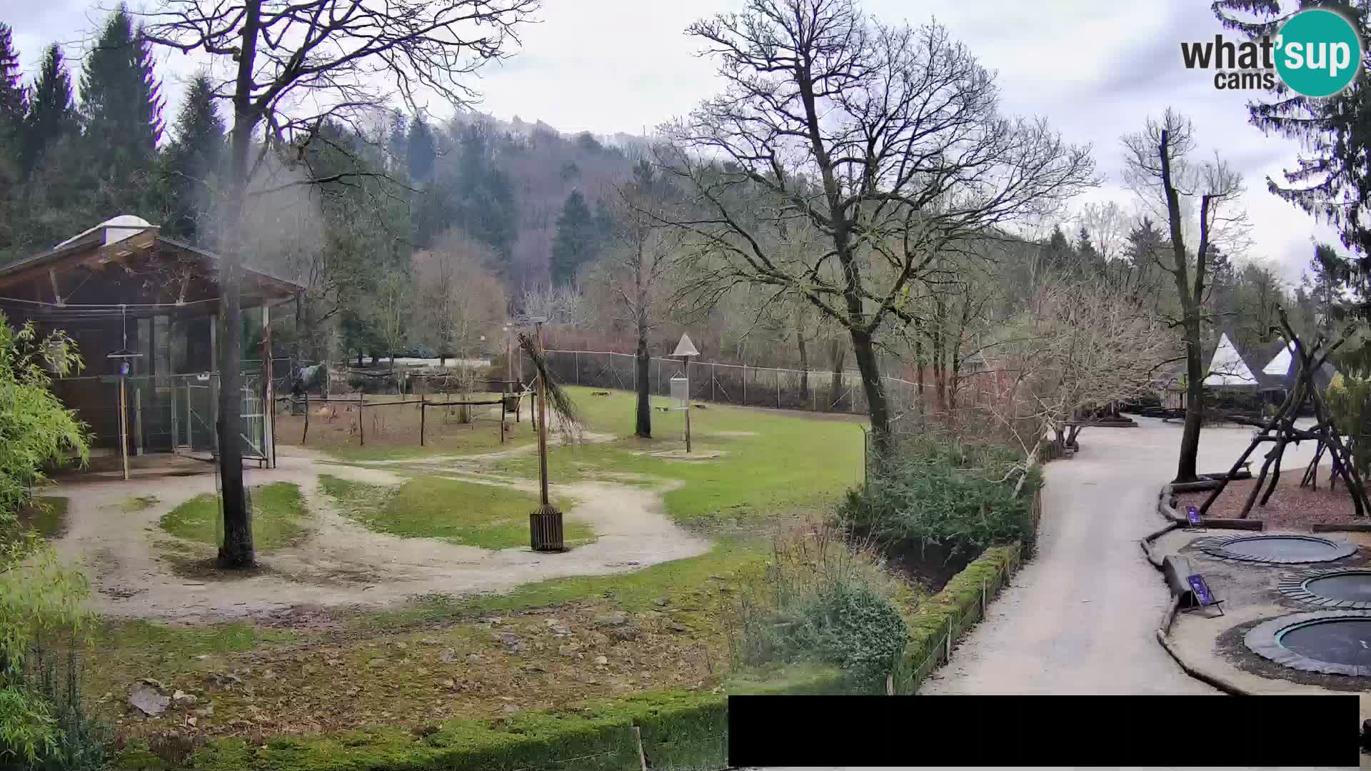 Webcam Zoo Ljubljana – Giraffen