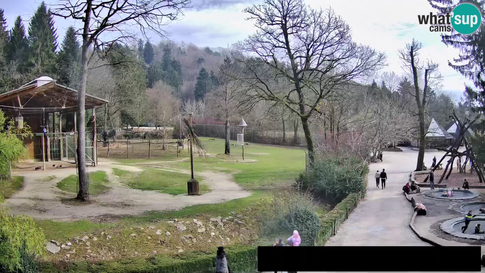 Webcam Zoo Ljubljana – Giraffes