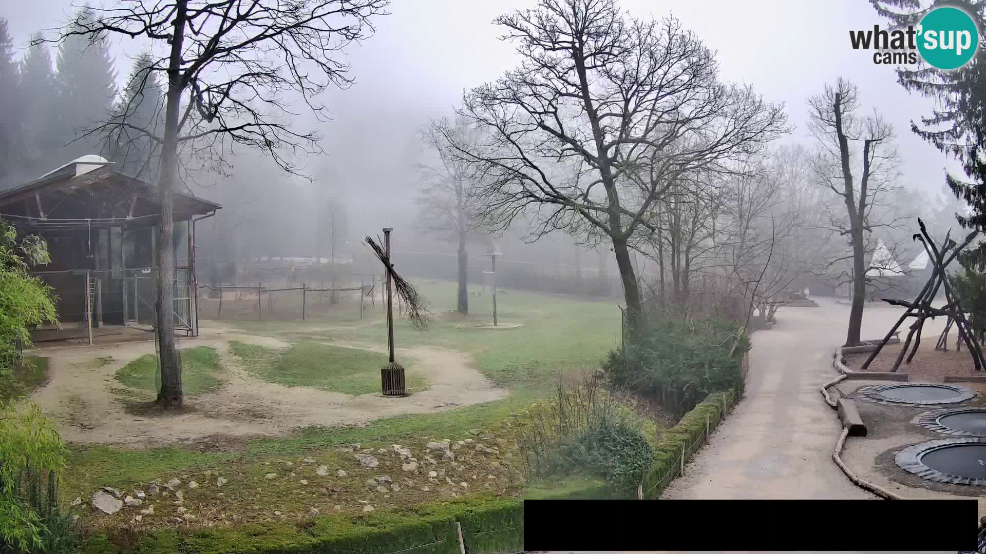 Webcam Zoo Ljubljana – Giraffen