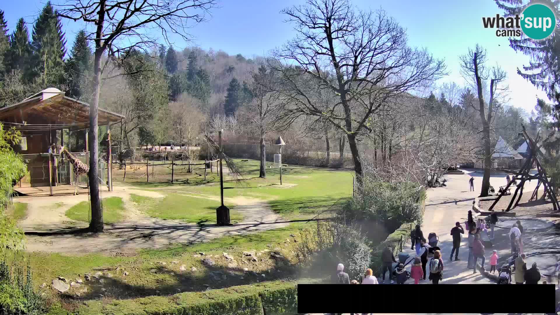 Spletna kamera Živalski vrt Ljubljana – Žirafe