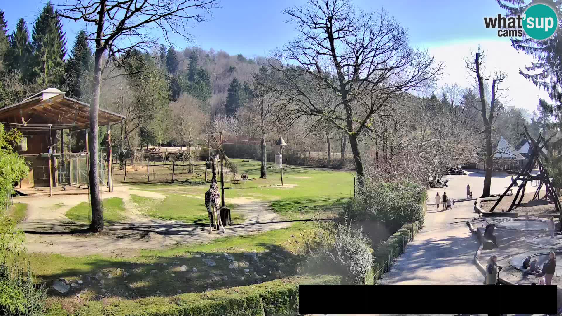 Webcam live Zoo Lubiana – Giraffe