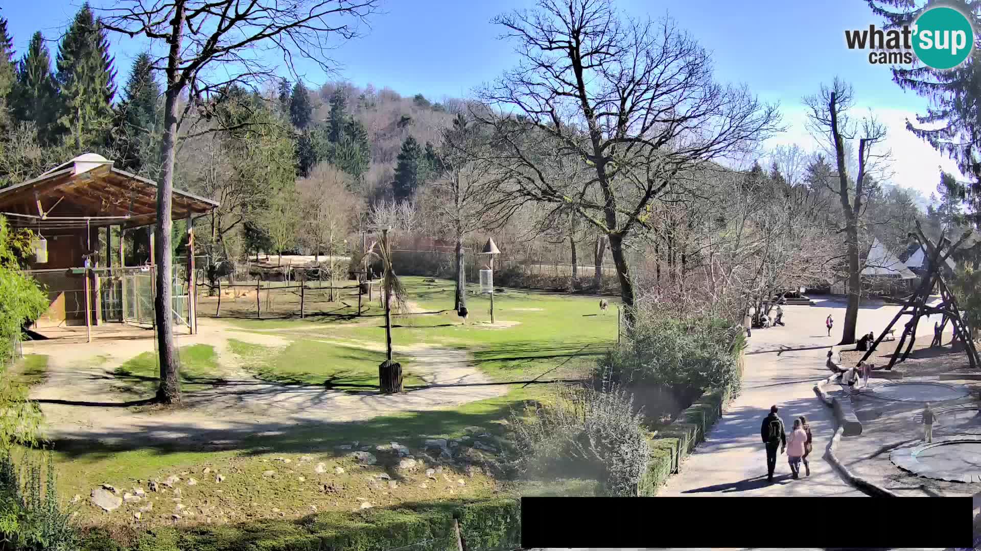 Spletna kamera Živalski vrt Ljubljana – Žirafe