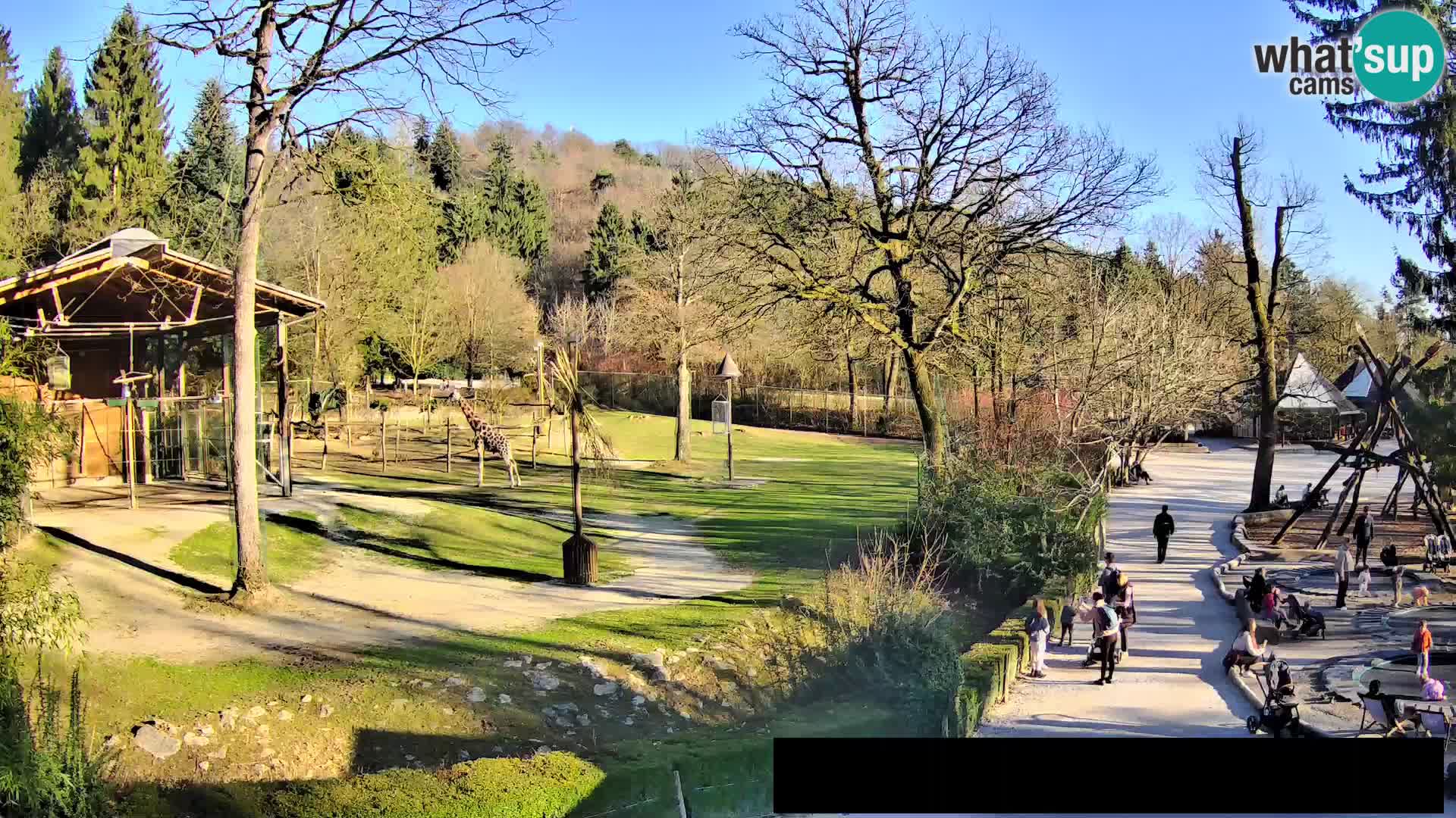 Webcam live Zoo Lubiana – Giraffe