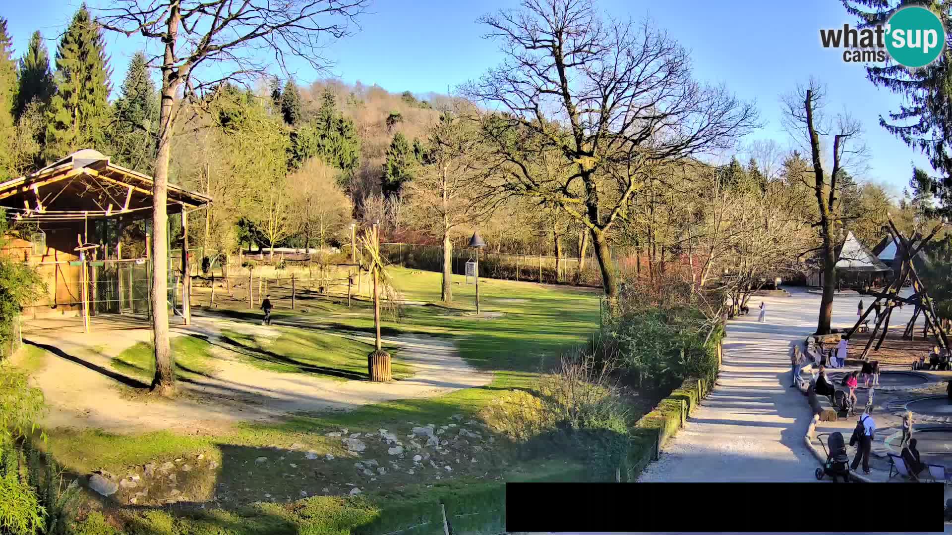 Webcam Zoo Ljubljana – Giraffes