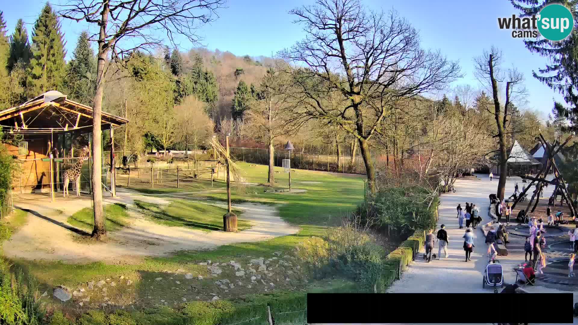 Webcam live Zoo Lubiana – Giraffe