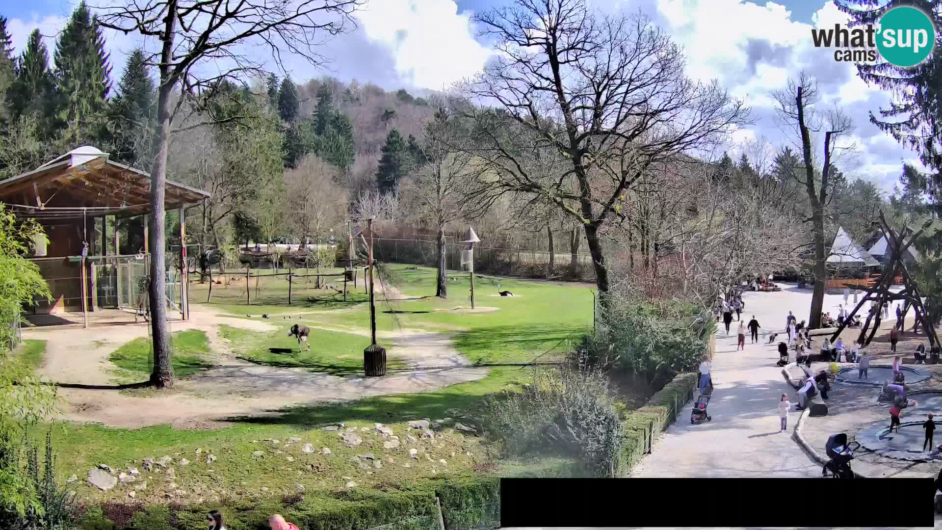 Webcam Zoo Ljubljana – Jirafas