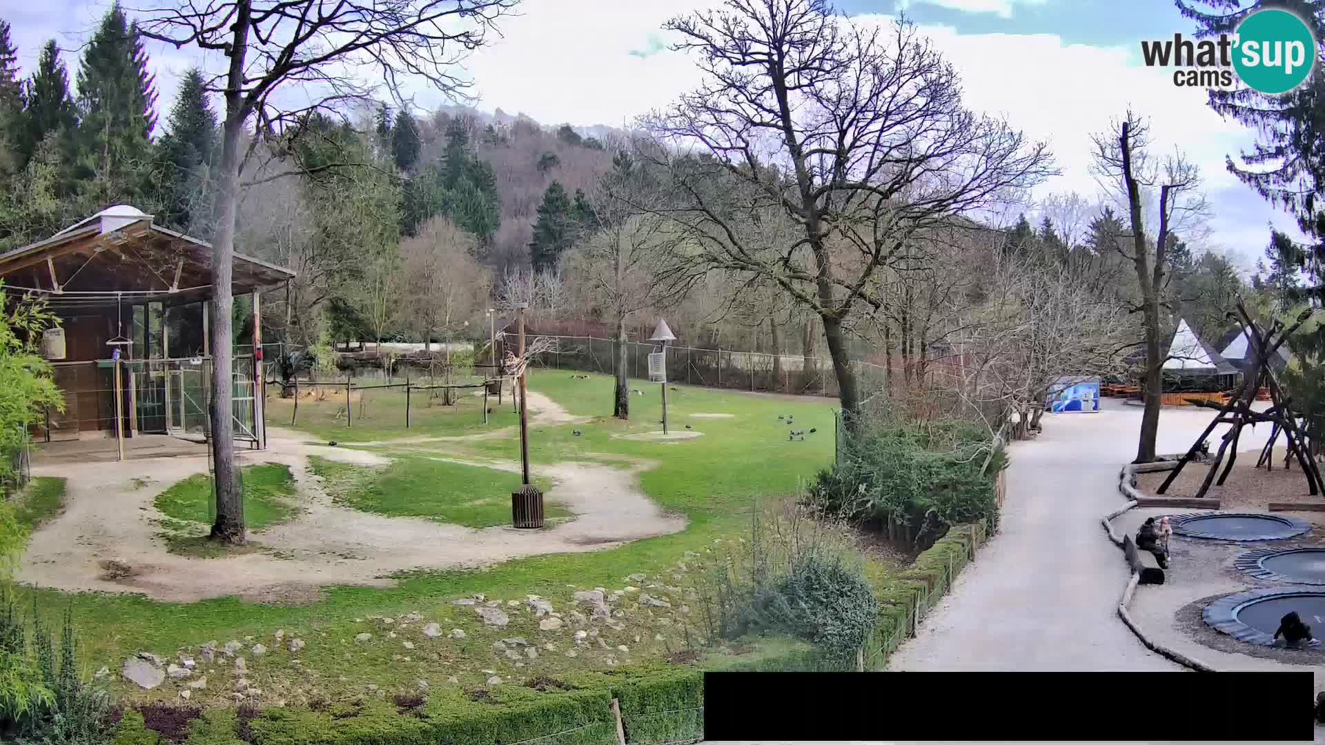 Webcam Zoo Ljubljana – Giraffen