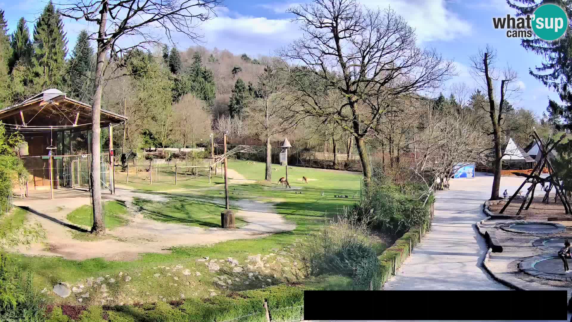 Webcam live Zoo Lubiana – Giraffe