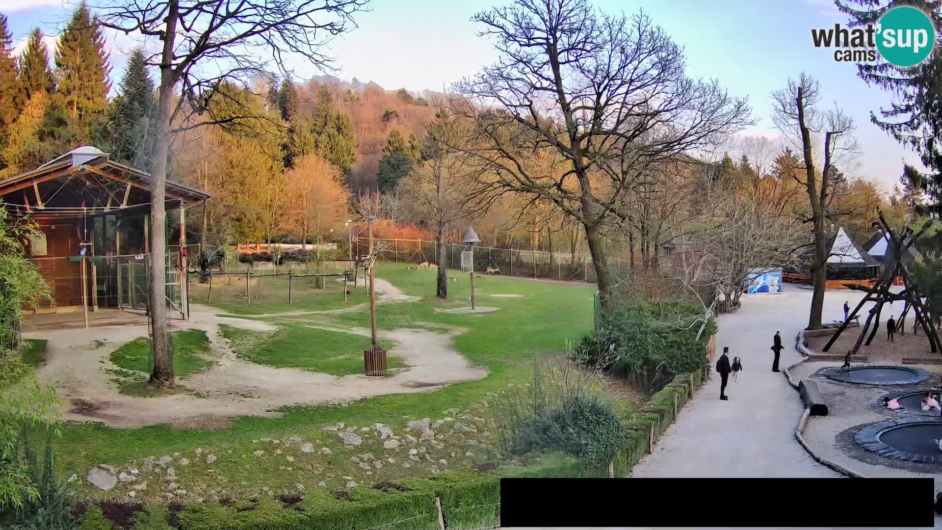 Webcam Zoo Ljubljana – Giraffes