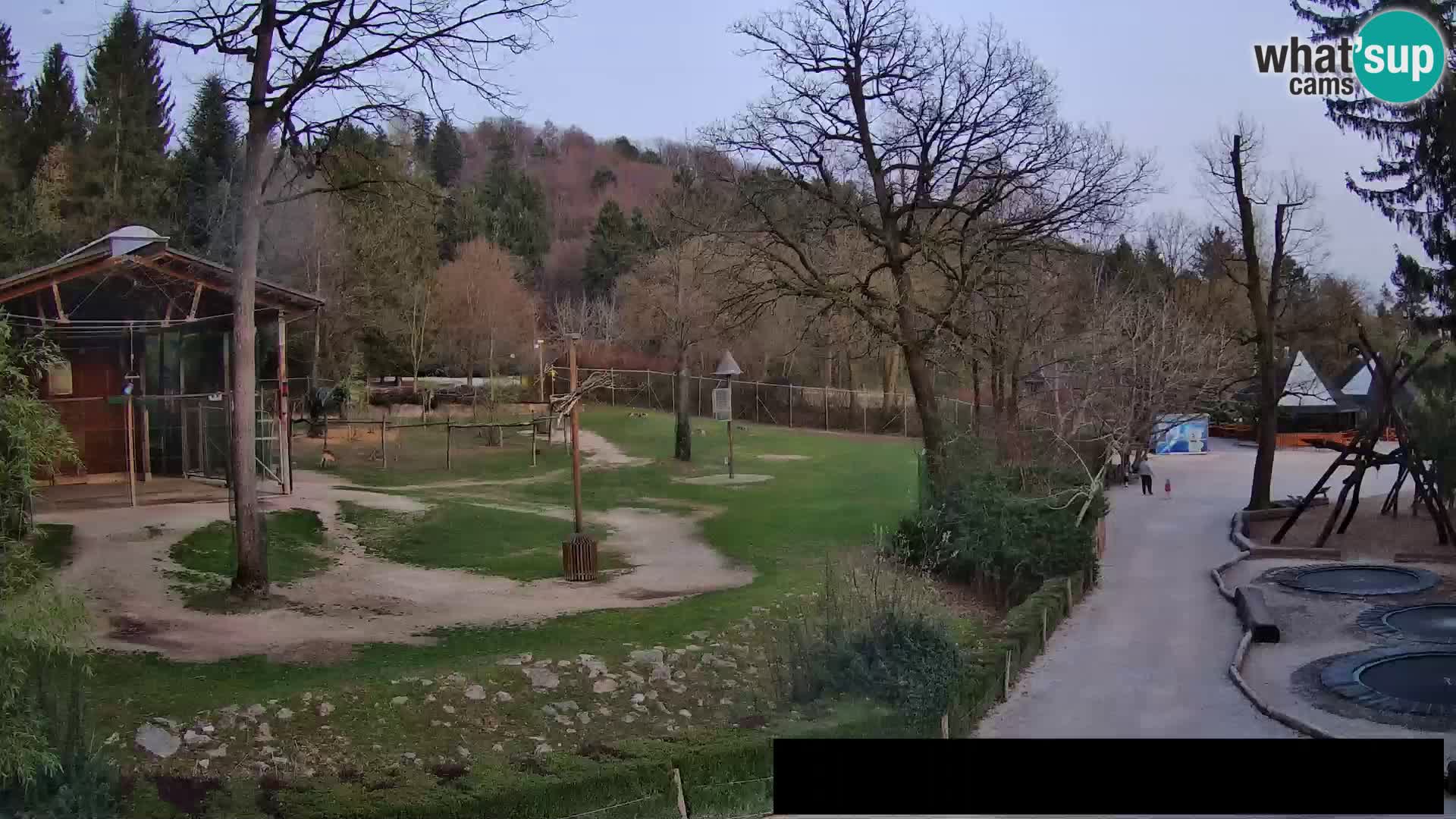 Webcam live Zoo Lubiana – Giraffe