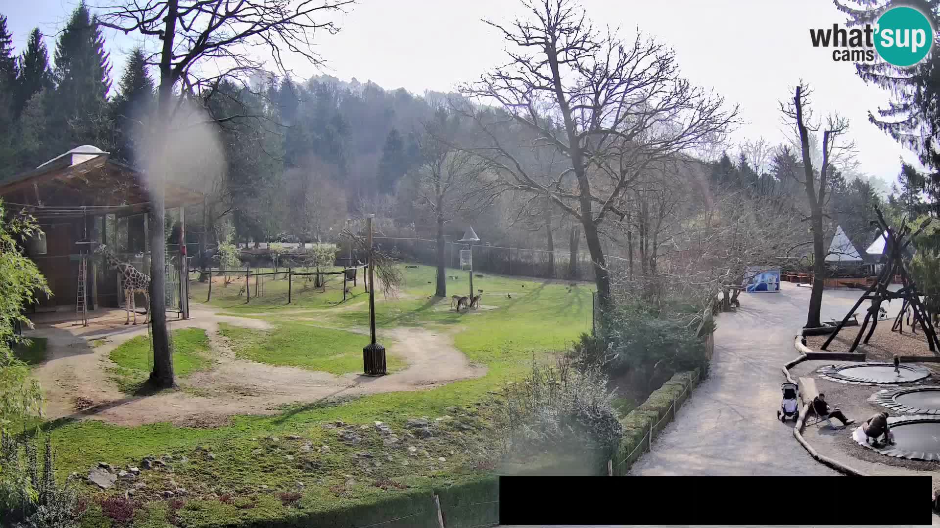 Web kamera Zoo Ljubljana – Žirafe