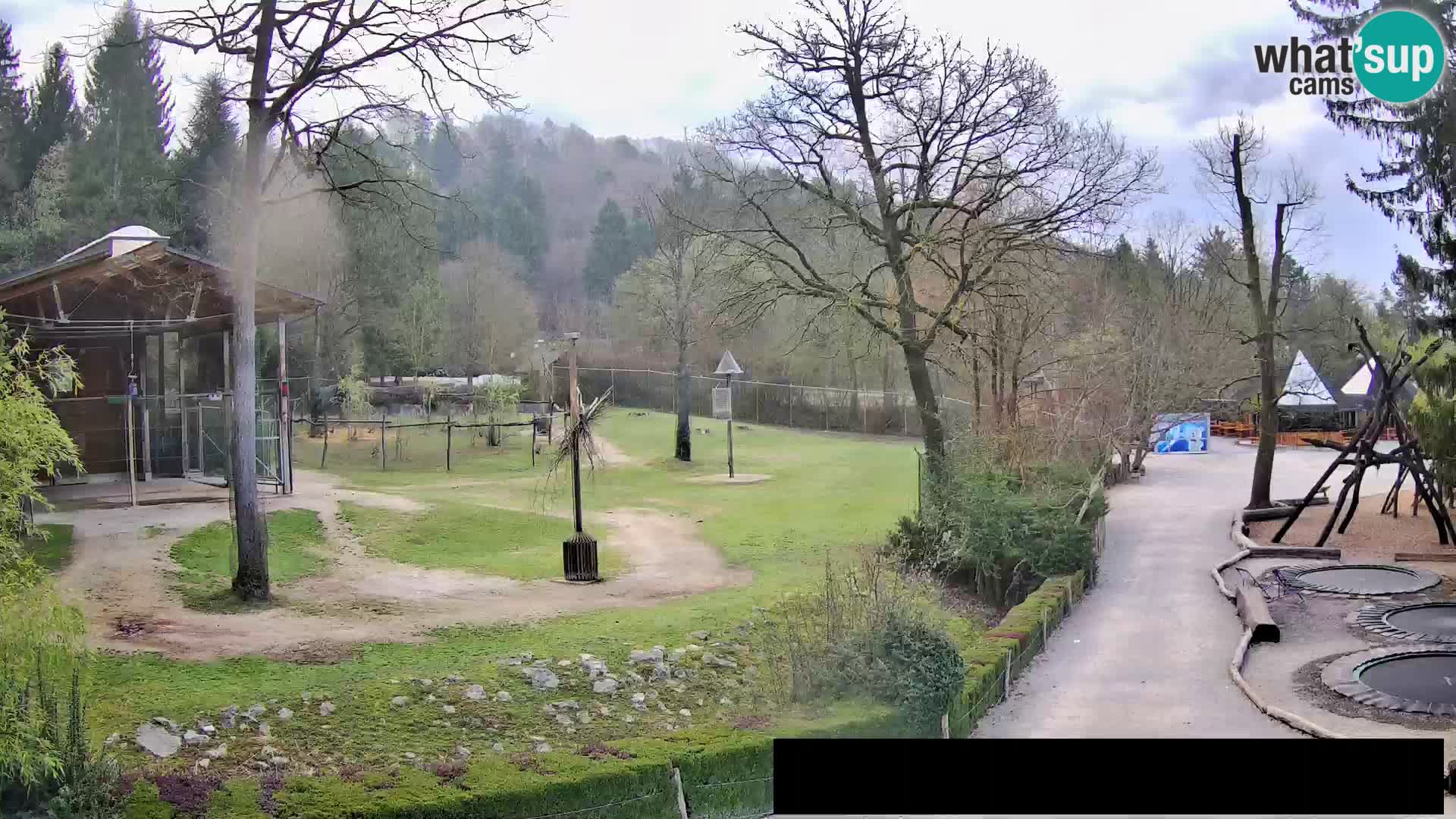 Webcam Zoo Ljubljana – Giraffen