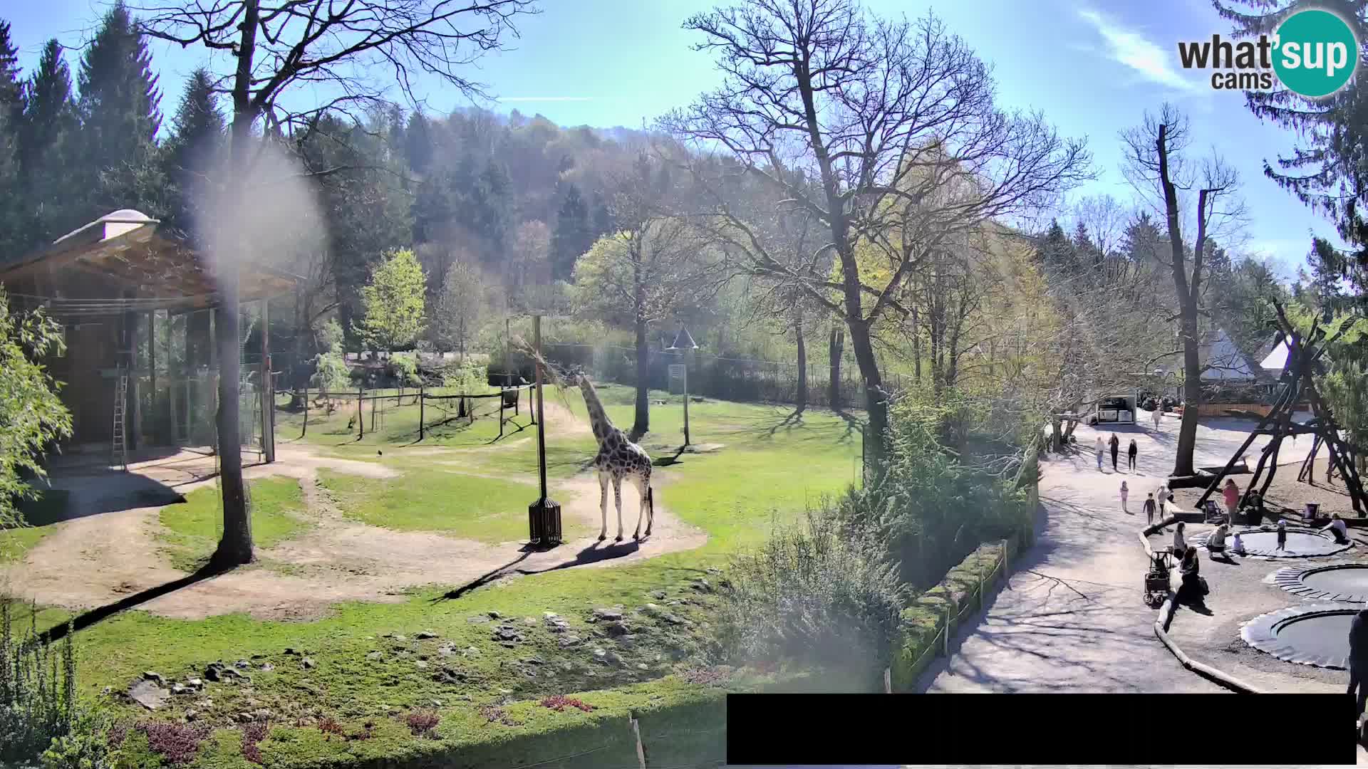 Webcam live Zoo Lubiana – Giraffe