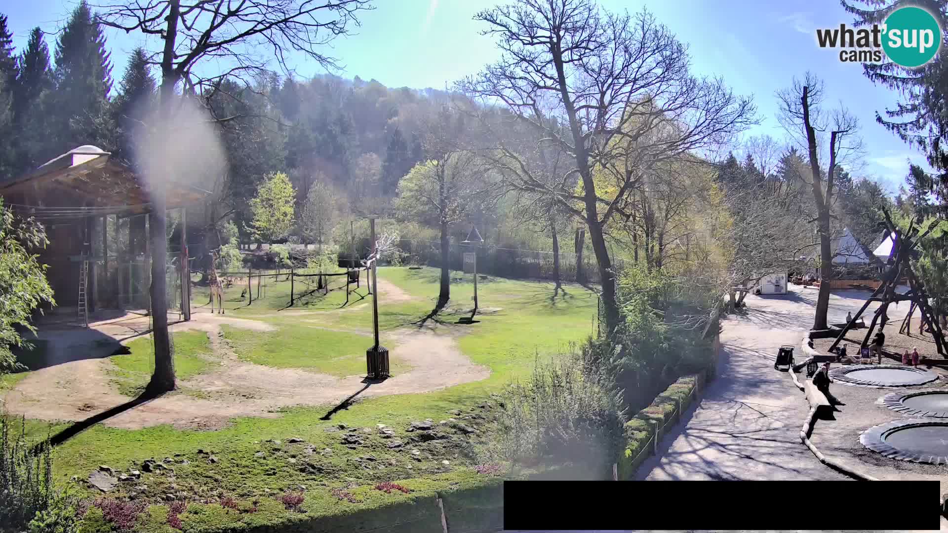 Web kamera Zoo Ljubljana – Žirafe