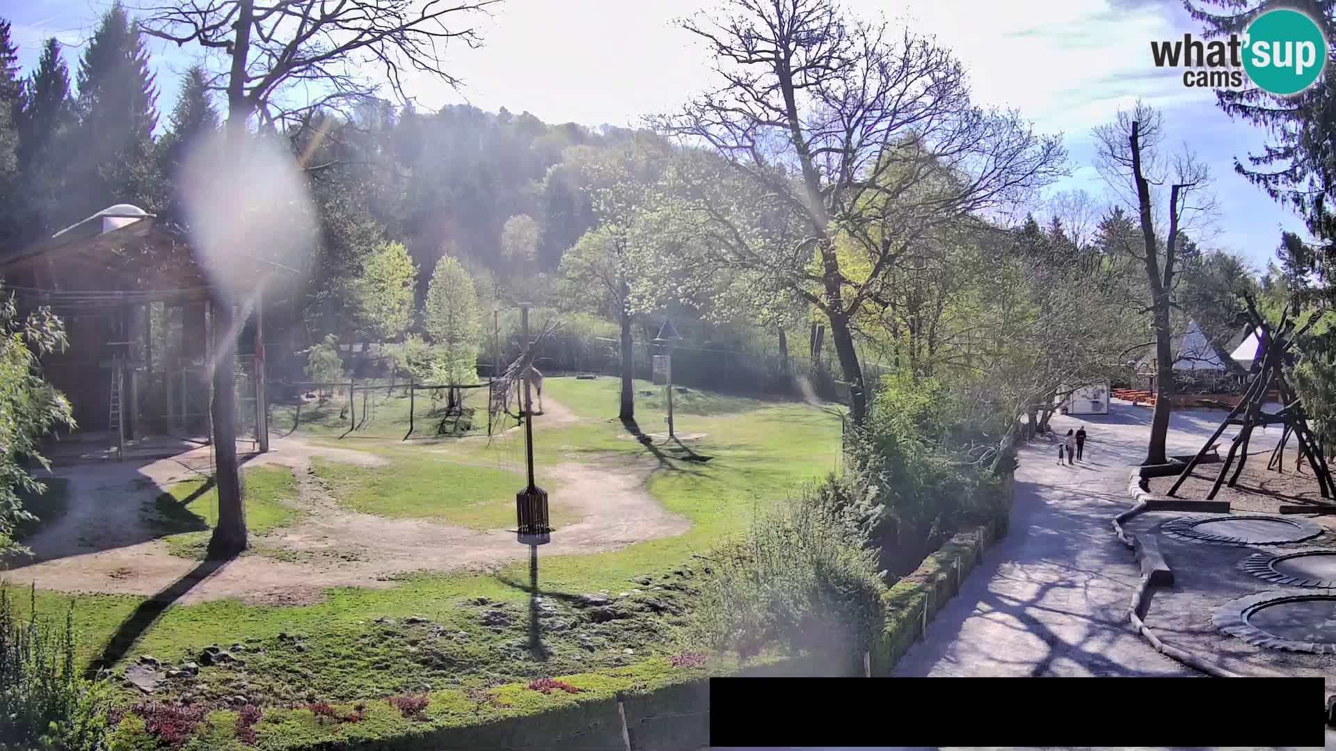 Webcam Zoo Ljubljana – Giraffes