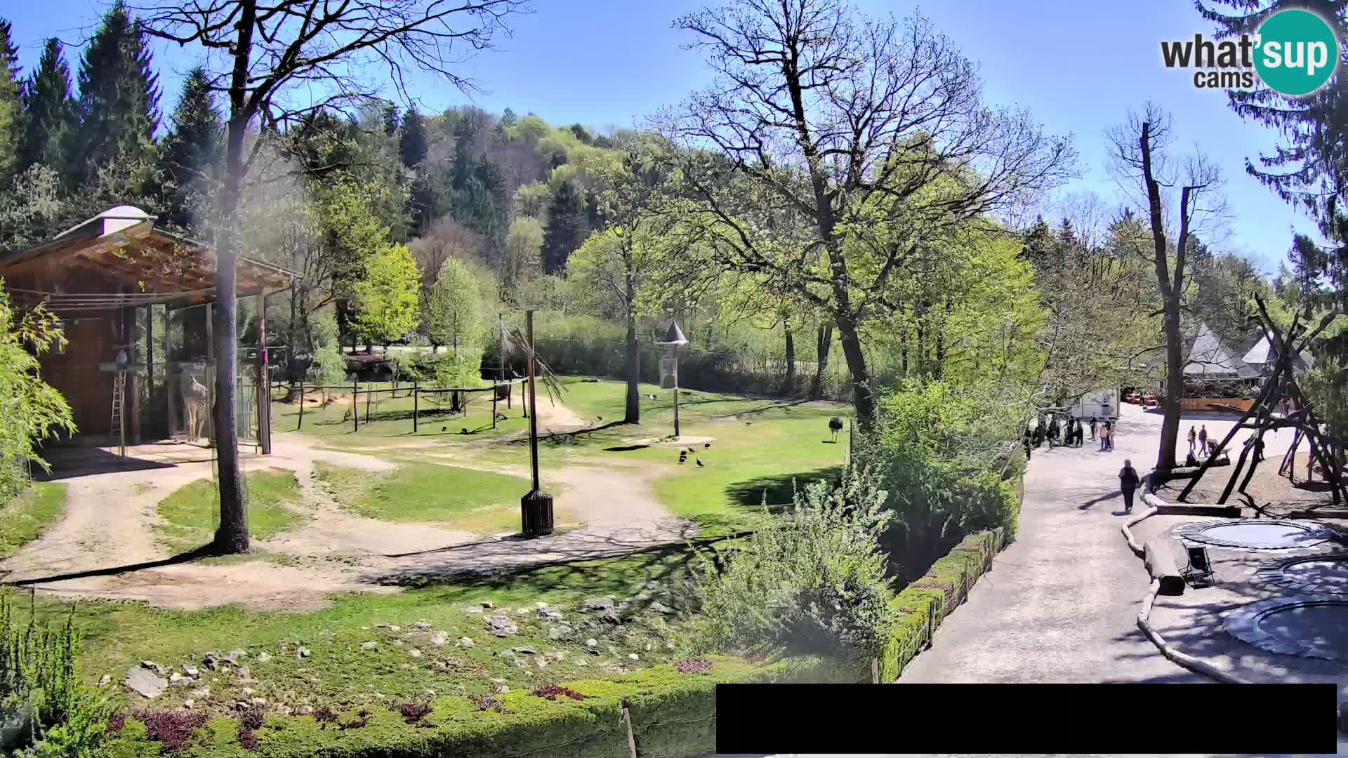 Webcam Zoo Ljubljana – Jirafas