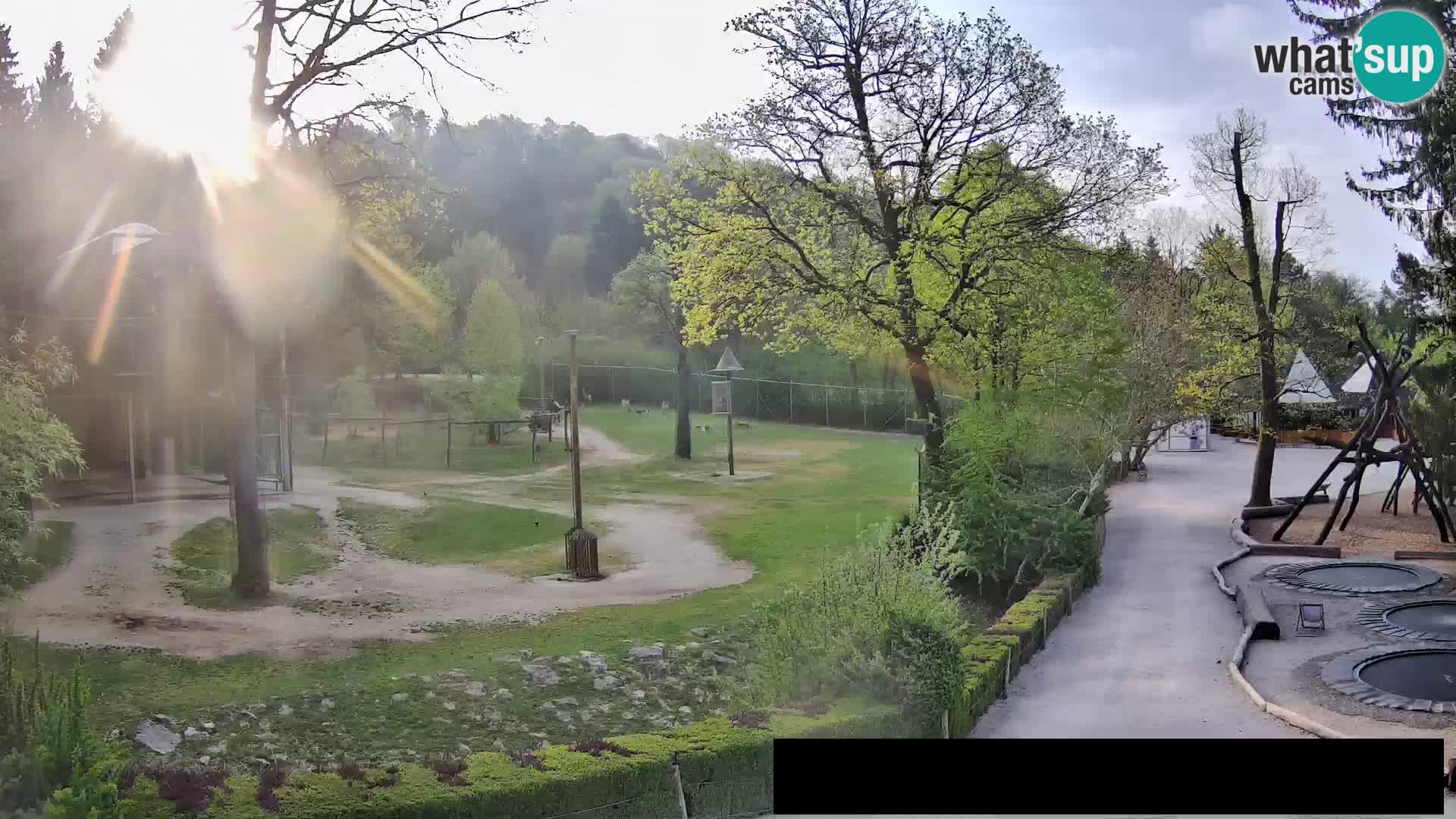 Webcam Zoo Ljubljana – Giraffen