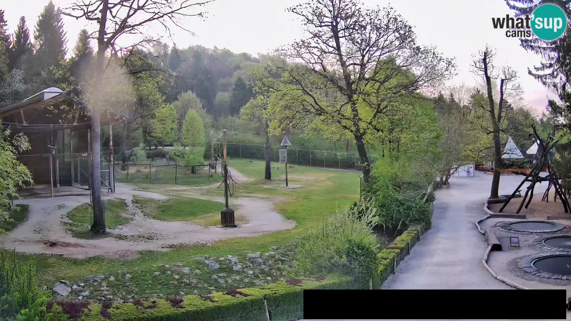 Webcam Zoo Ljubljana – Giraffes