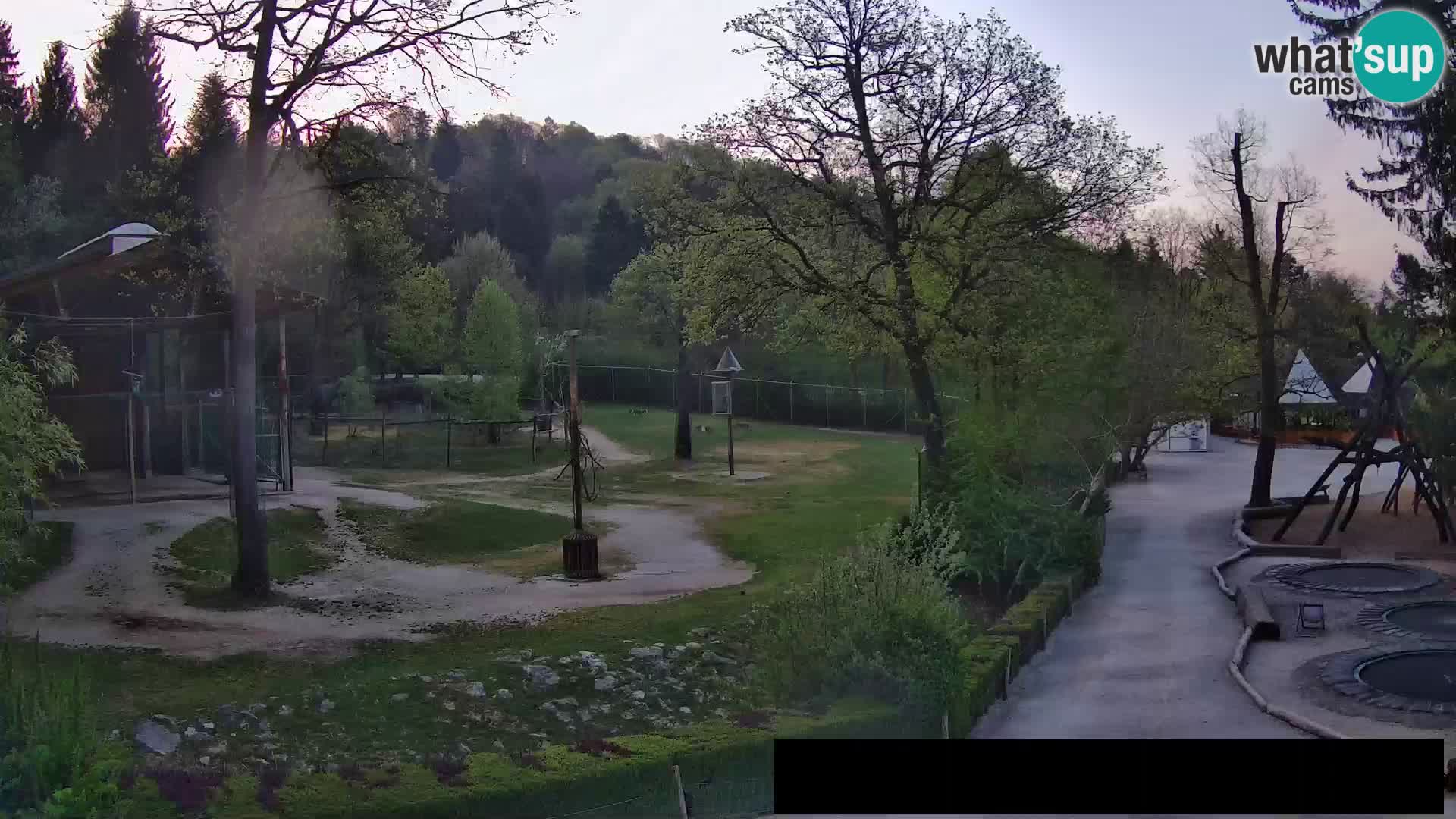 Webcam Zoo Ljubljana – Giraffes