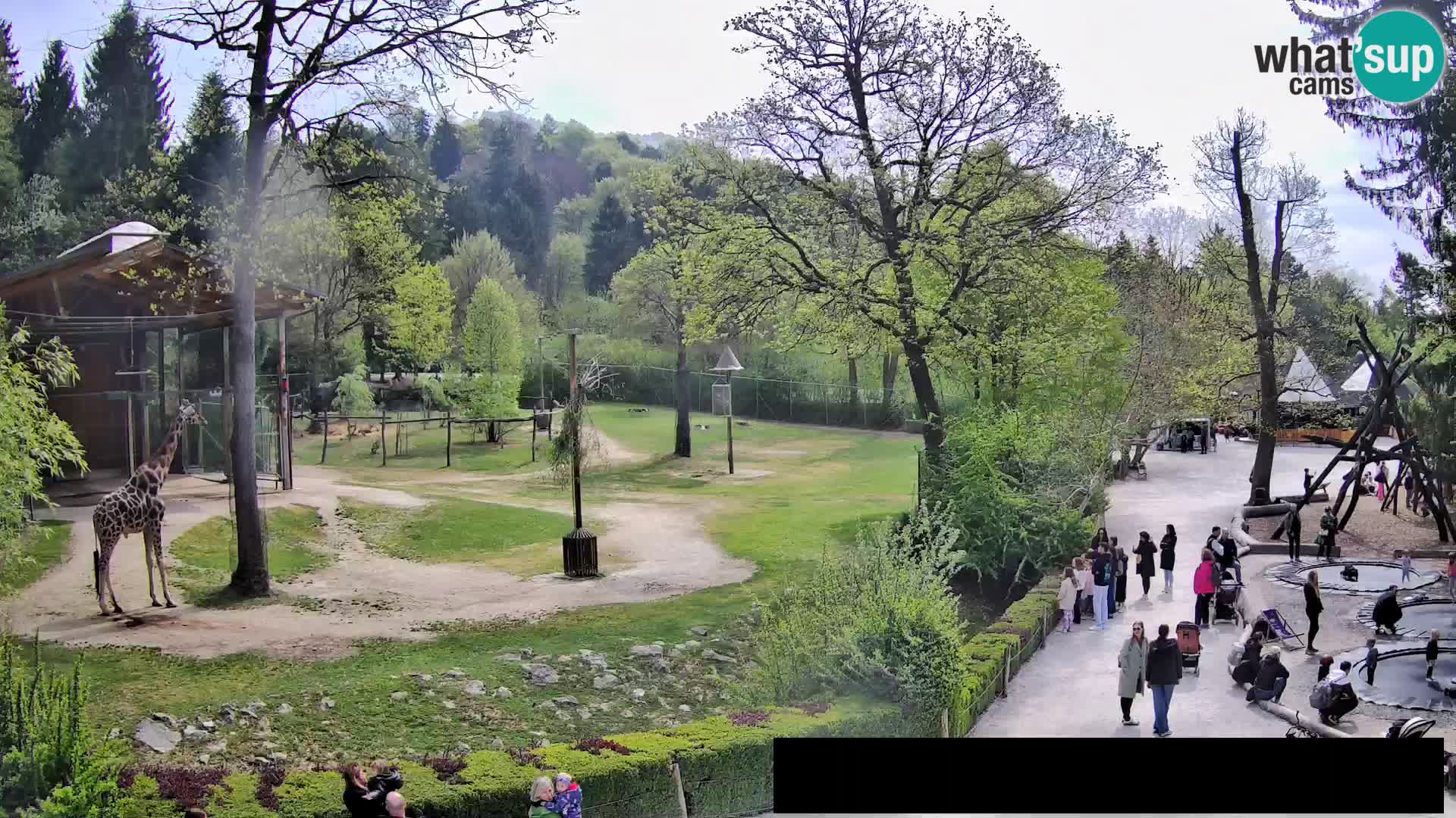 Webcam Zoo Ljubljana – Giraffen