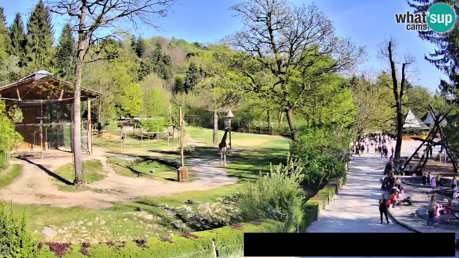 Webcam Zoo Ljubljana – Giraffes