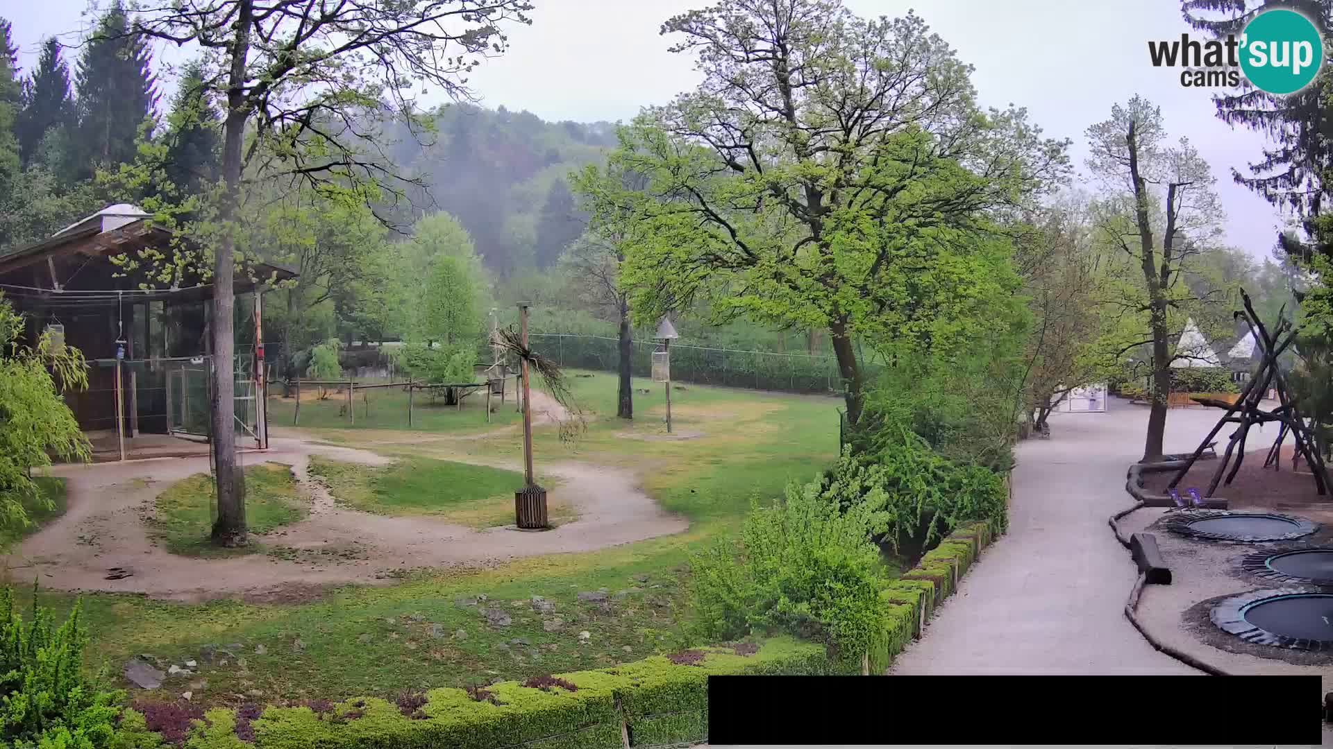 Web kamera Zoo Ljubljana – Žirafe