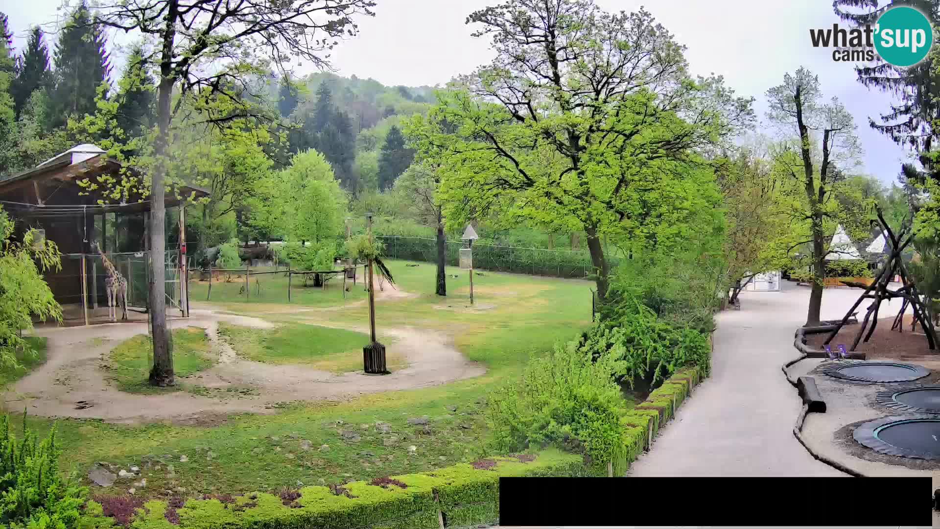 Spletna kamera Živalski vrt Ljubljana – Žirafe