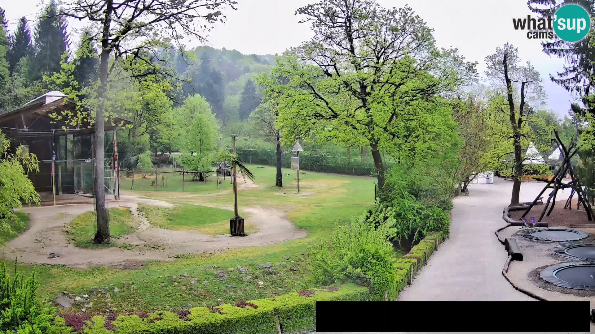 Webcam Zoo Ljubljana – Jirafas