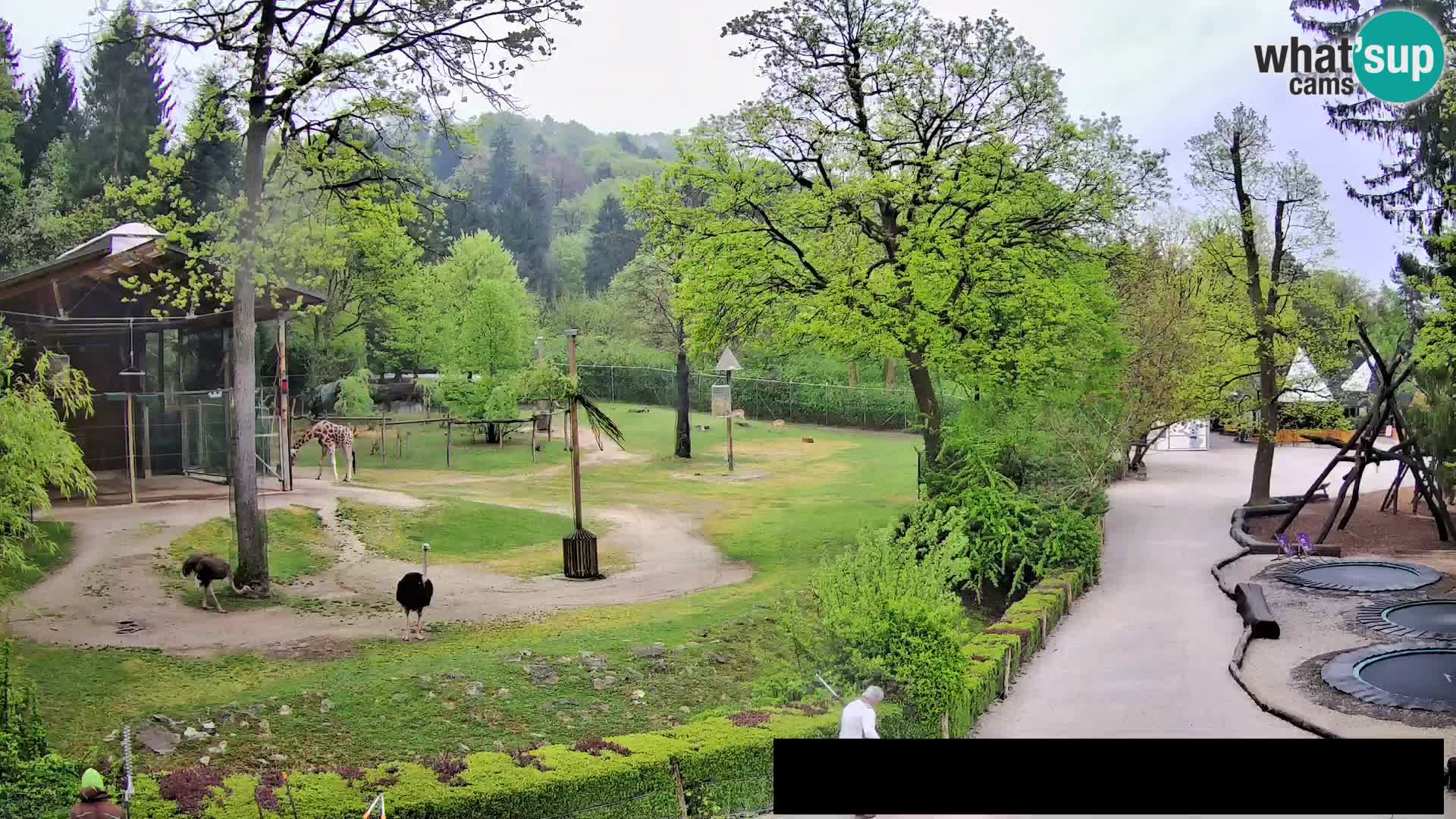 Webcam Zoo Ljubljana – Giraffen